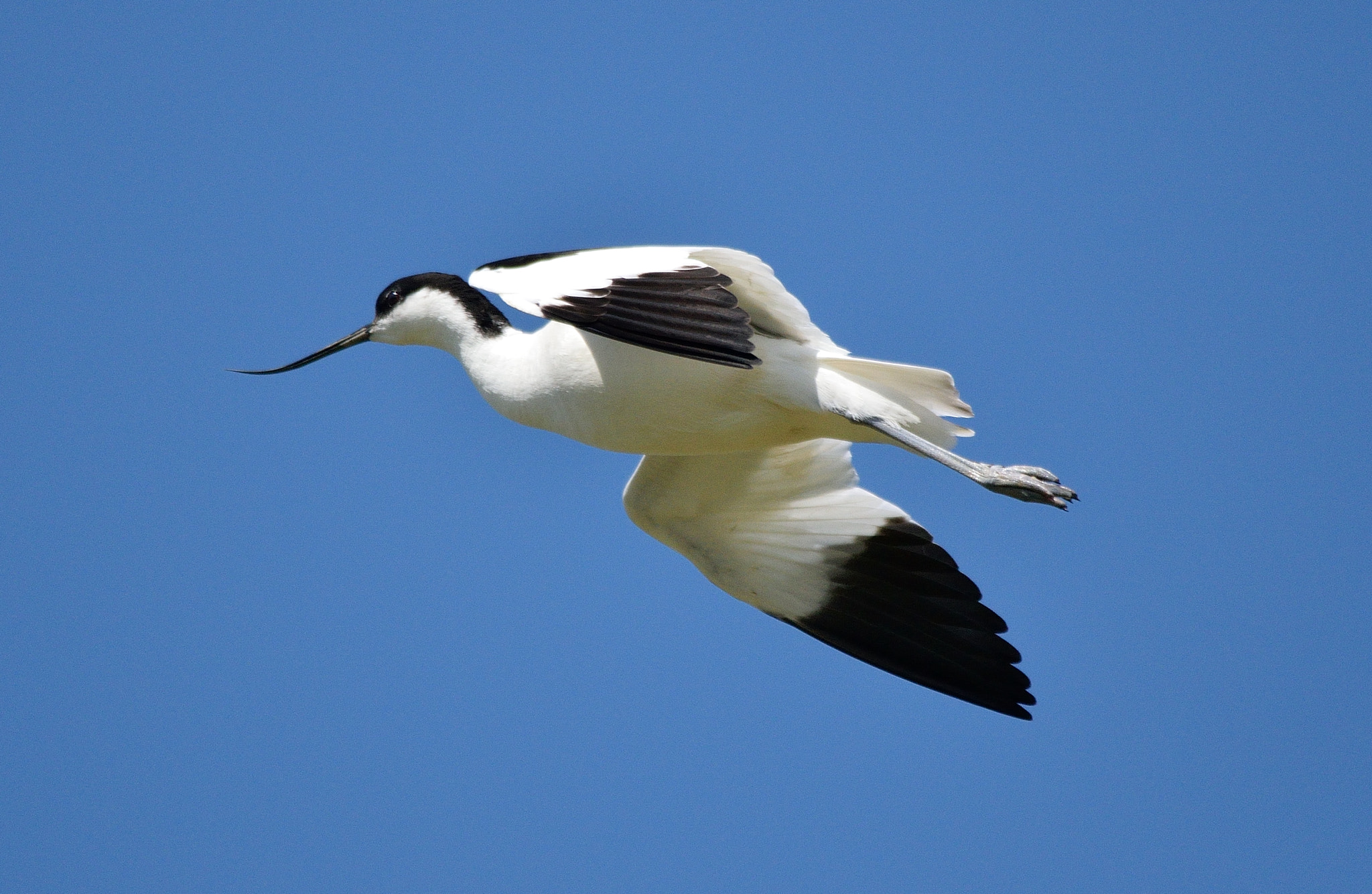 Nikon D3300 + Sigma 150-500mm F5-6.3 DG OS HSM sample photo. Avocet photography