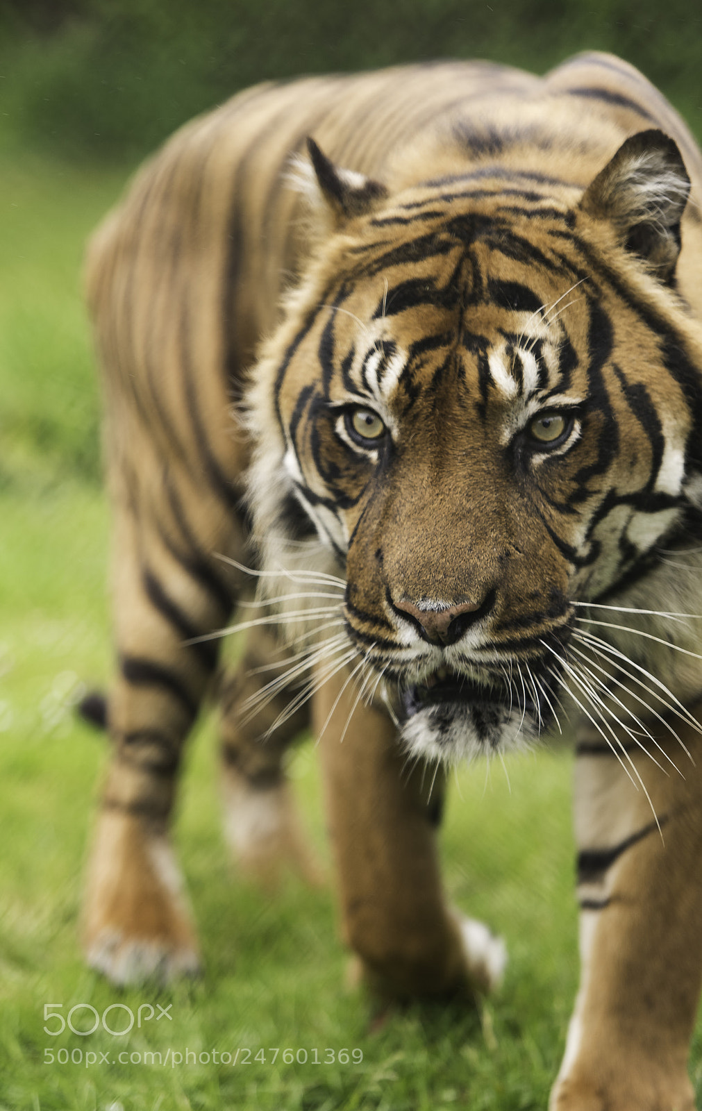 Nikon D810 sample photo. Tiger series photography