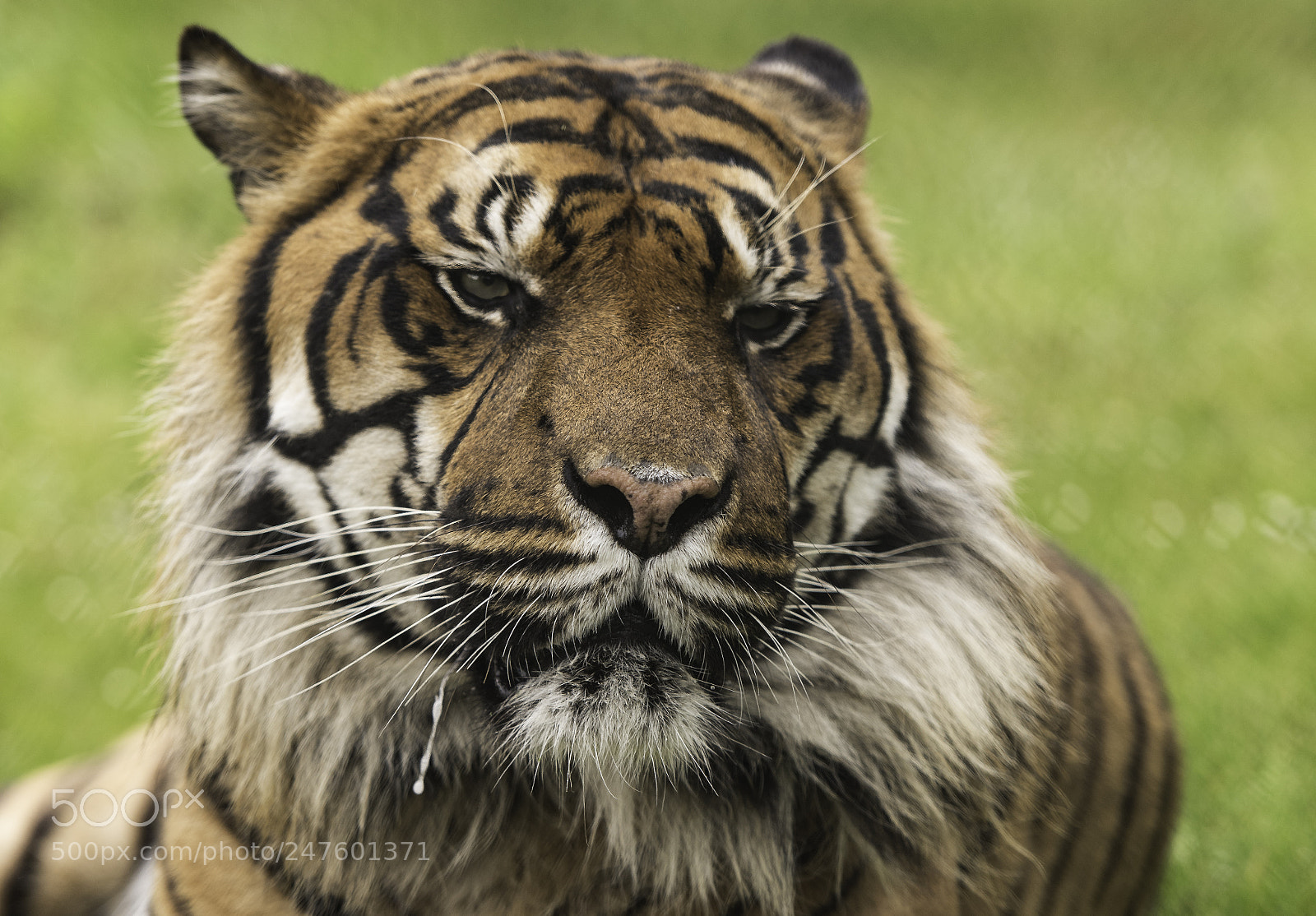 Nikon D810 sample photo. Tiger series photography