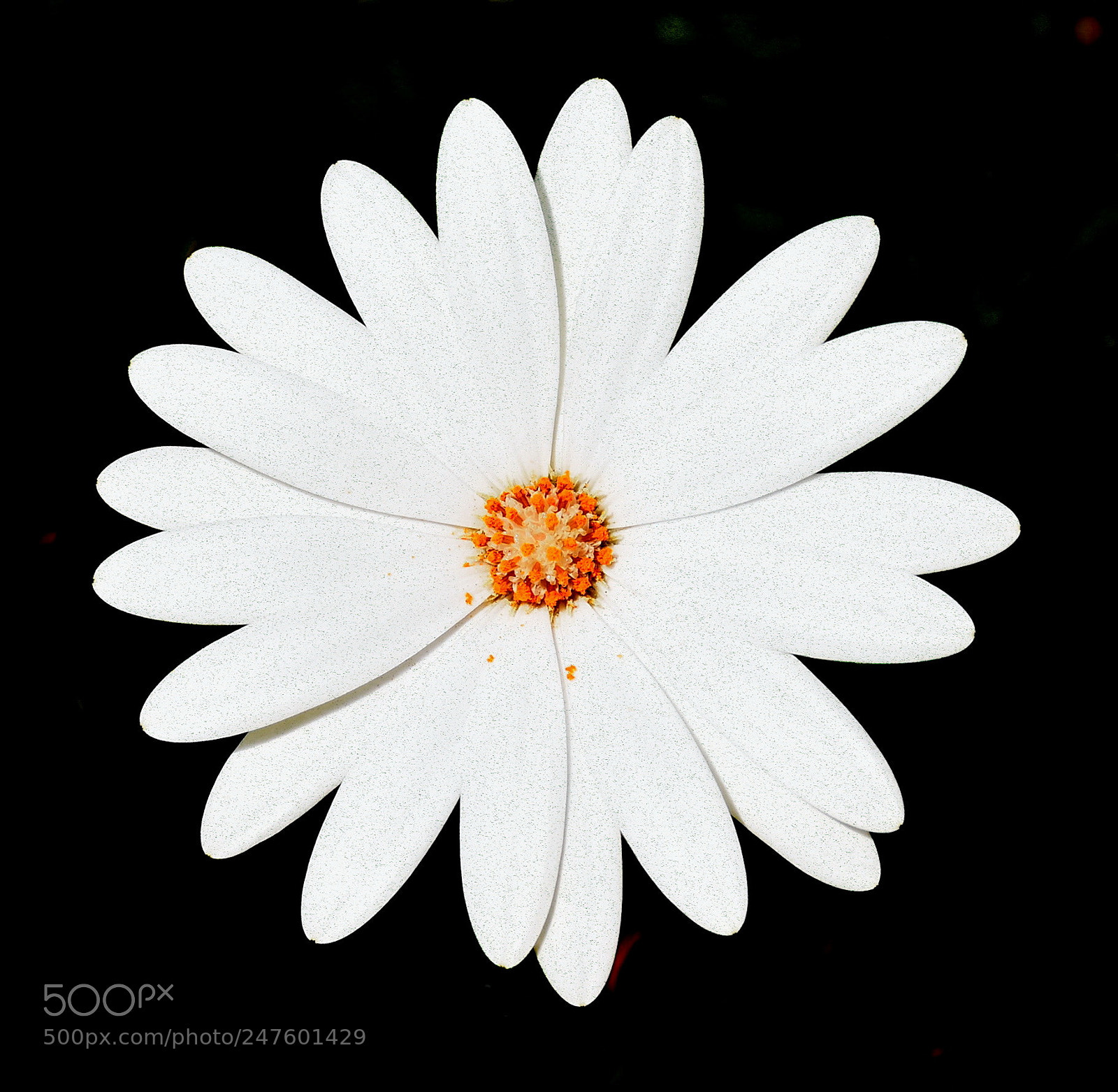 Nikon D7200 sample photo. White and gold daisy photography