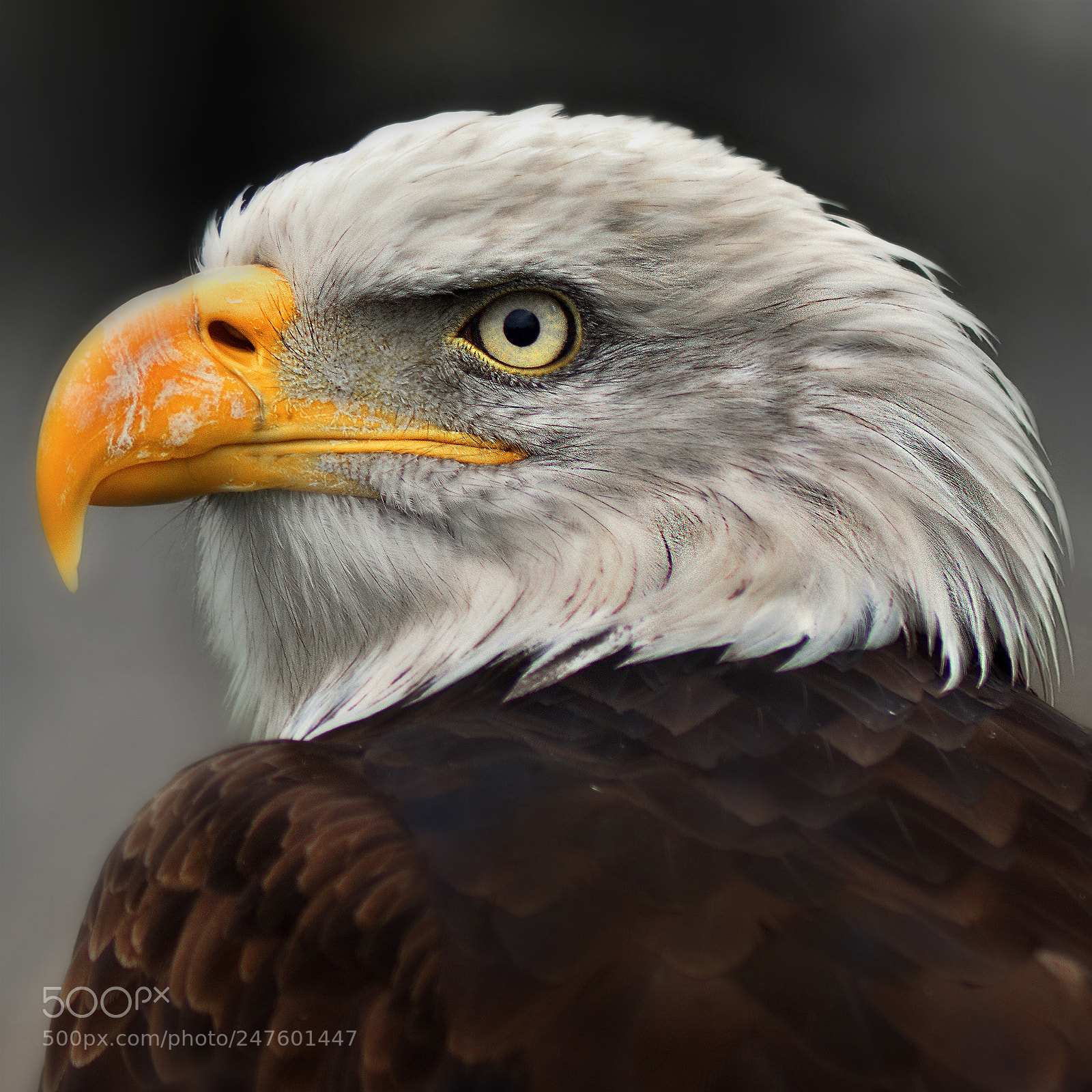 Nikon D5200 sample photo. Eagle photography