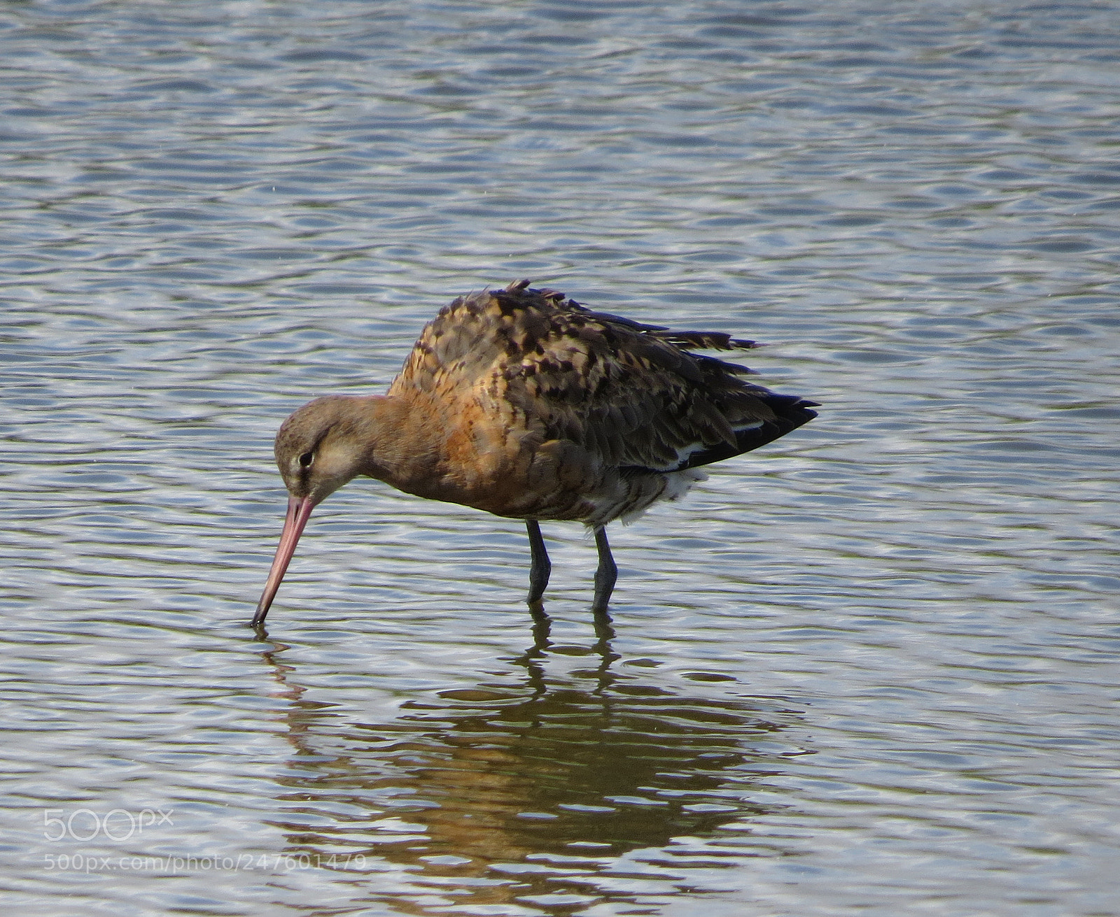 Canon PowerShot SX50 HS sample photo. Black tailed godwit photography