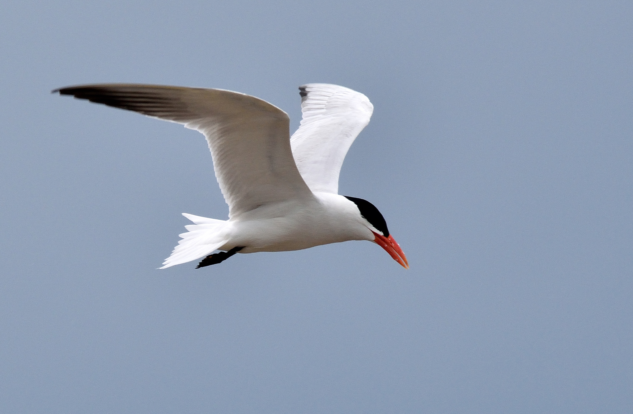 Nikon D3300 + Sigma 150-500mm F5-6.3 DG OS HSM sample photo. Caspian tern photography