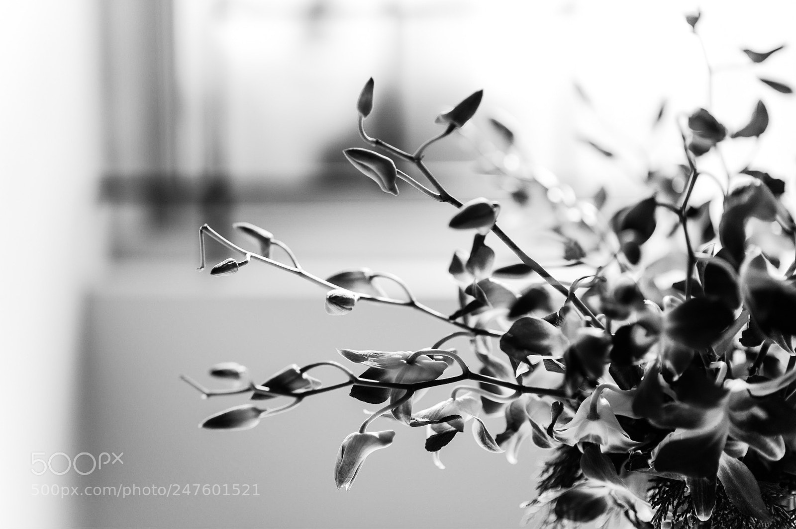 Nikon D700 sample photo. Lilies photography