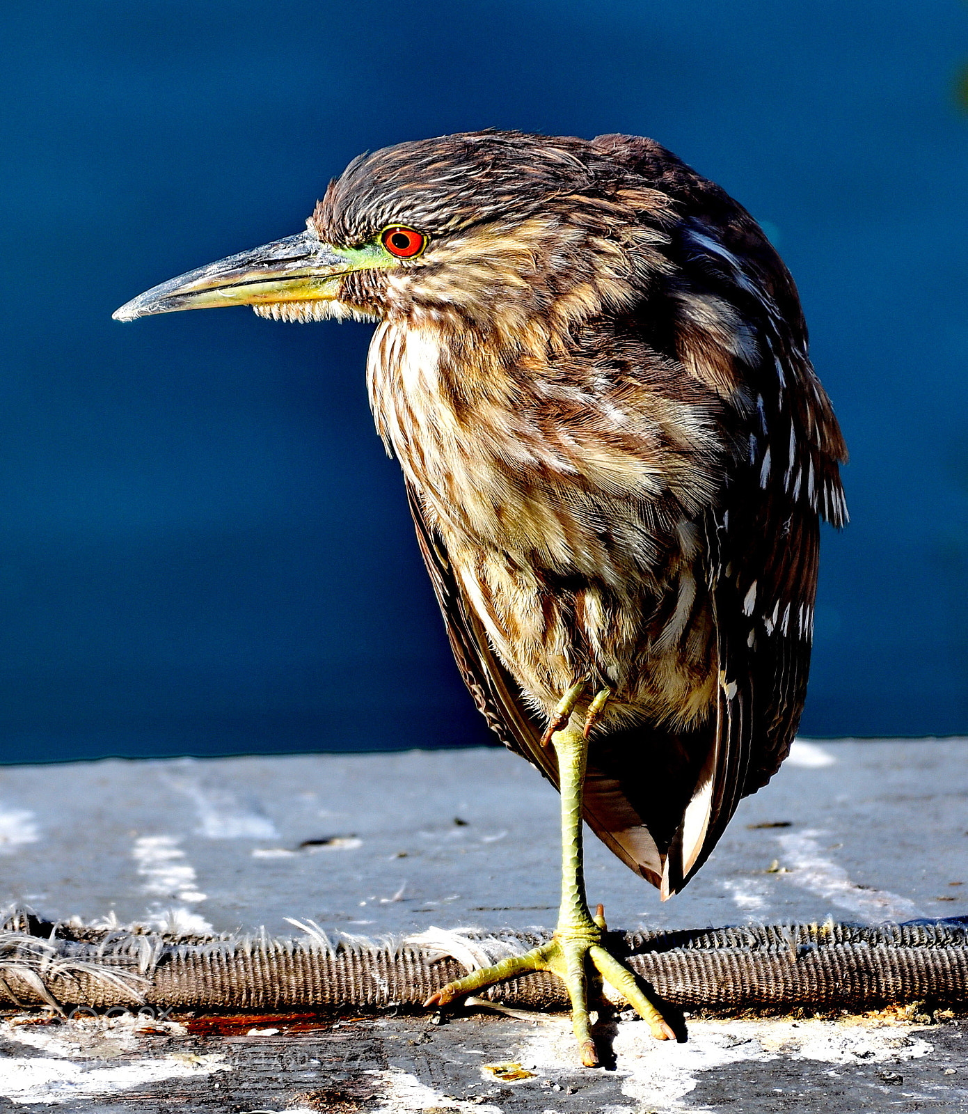 Nikon D7200 sample photo. Brown seabird looking at photography