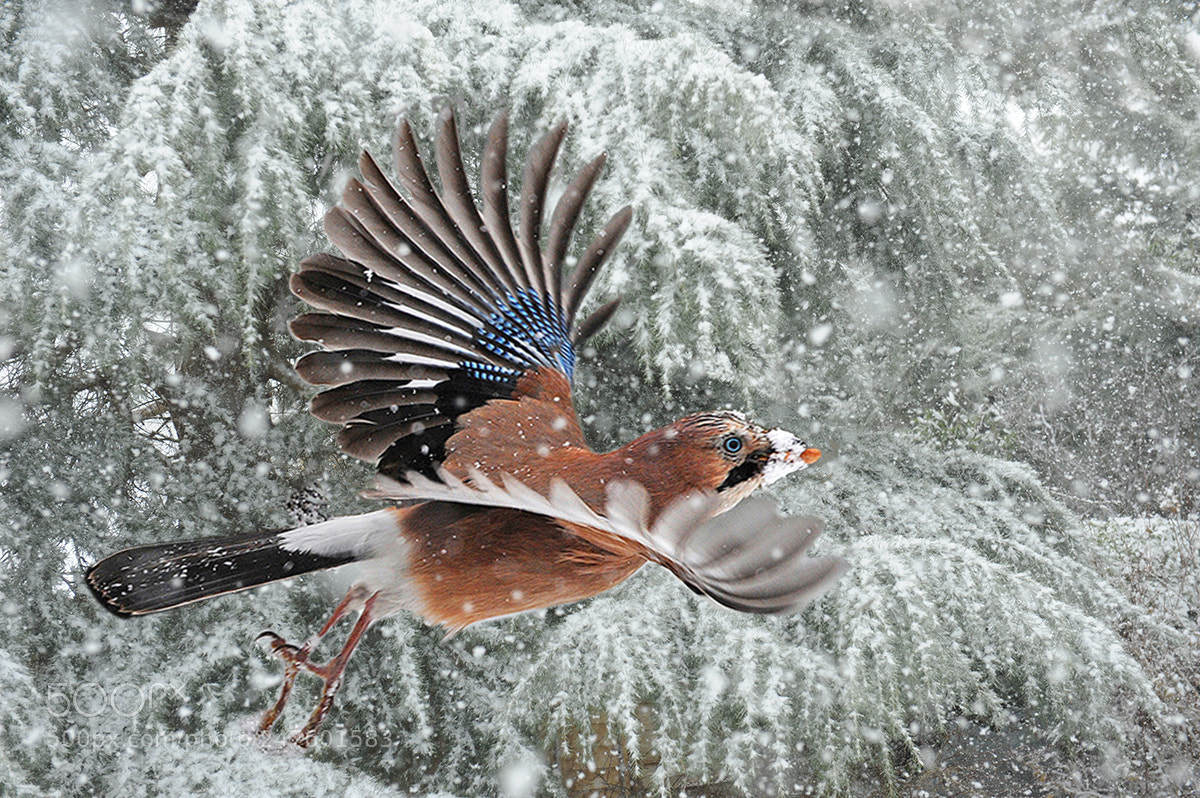 Nikon D700 sample photo. Jay taking off photography