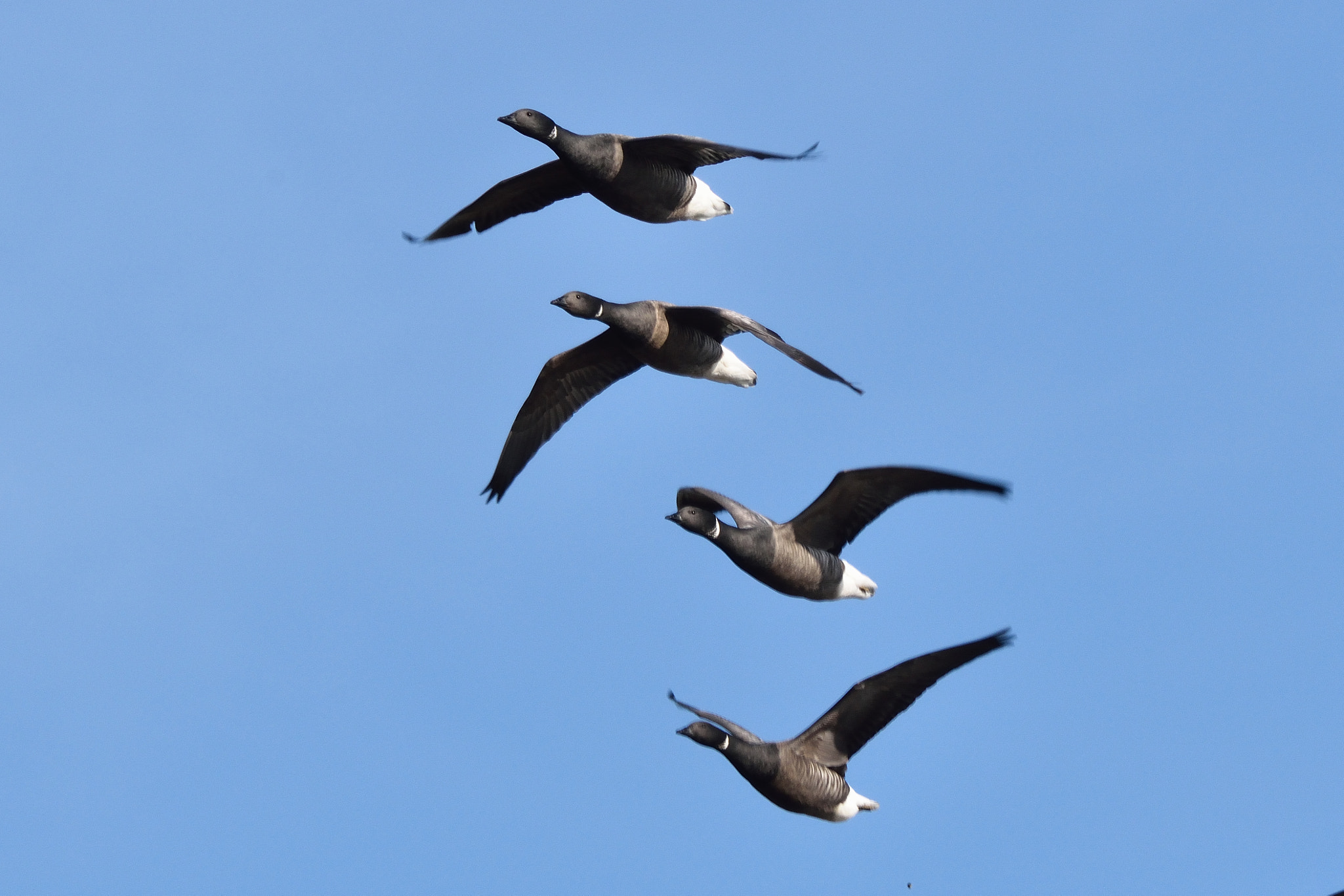 Nikon D3300 + Sigma 150-500mm F5-6.3 DG OS HSM sample photo. Brent geese photography