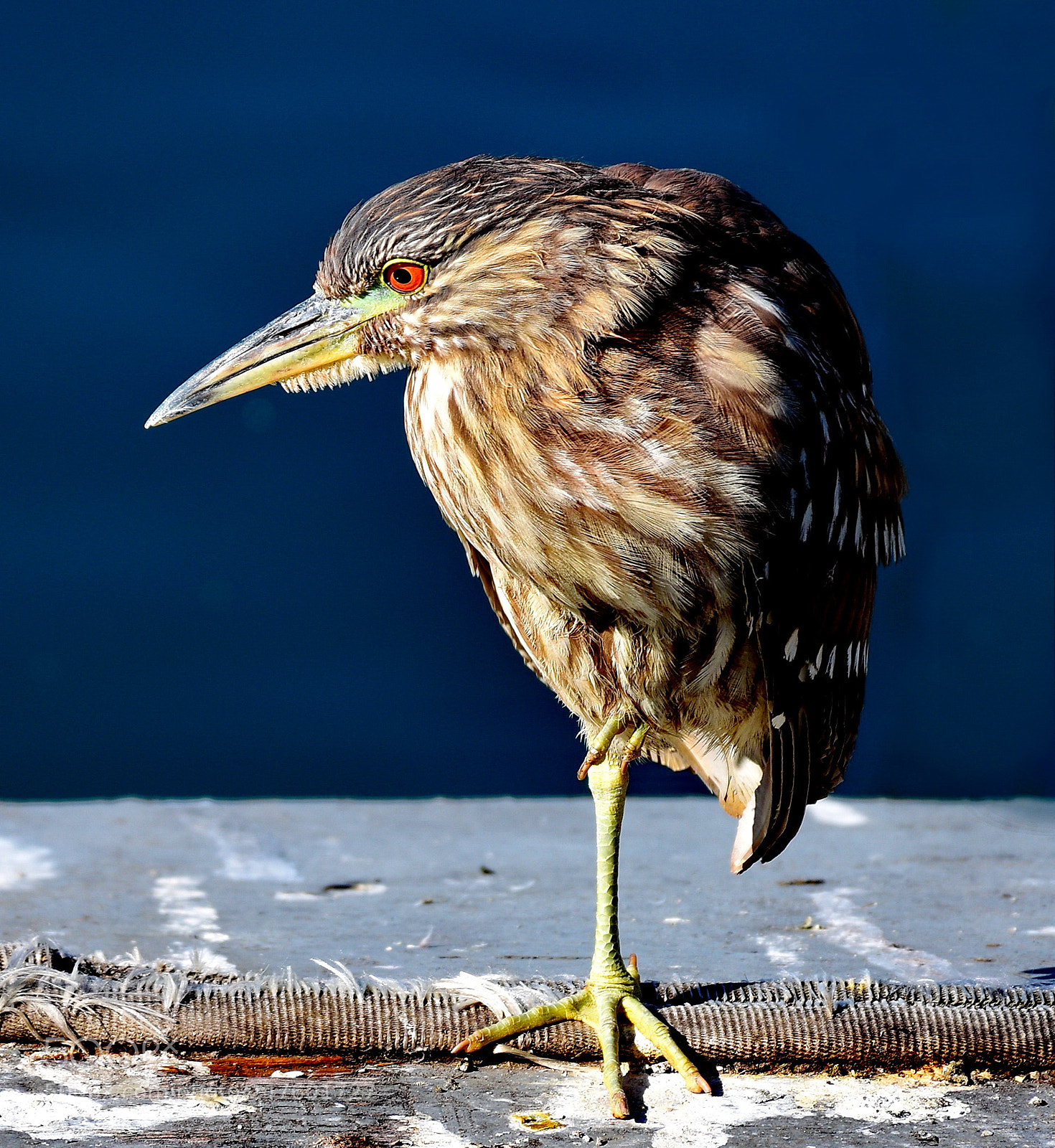 Nikon D7200 sample photo. Brown seabird looking at photography