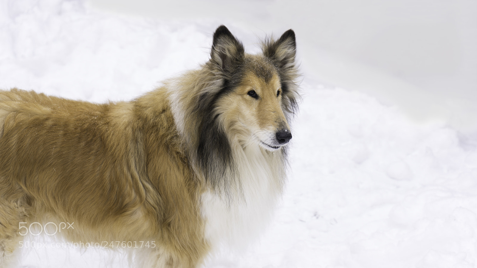 Sony a7 sample photo. Sziszi photography