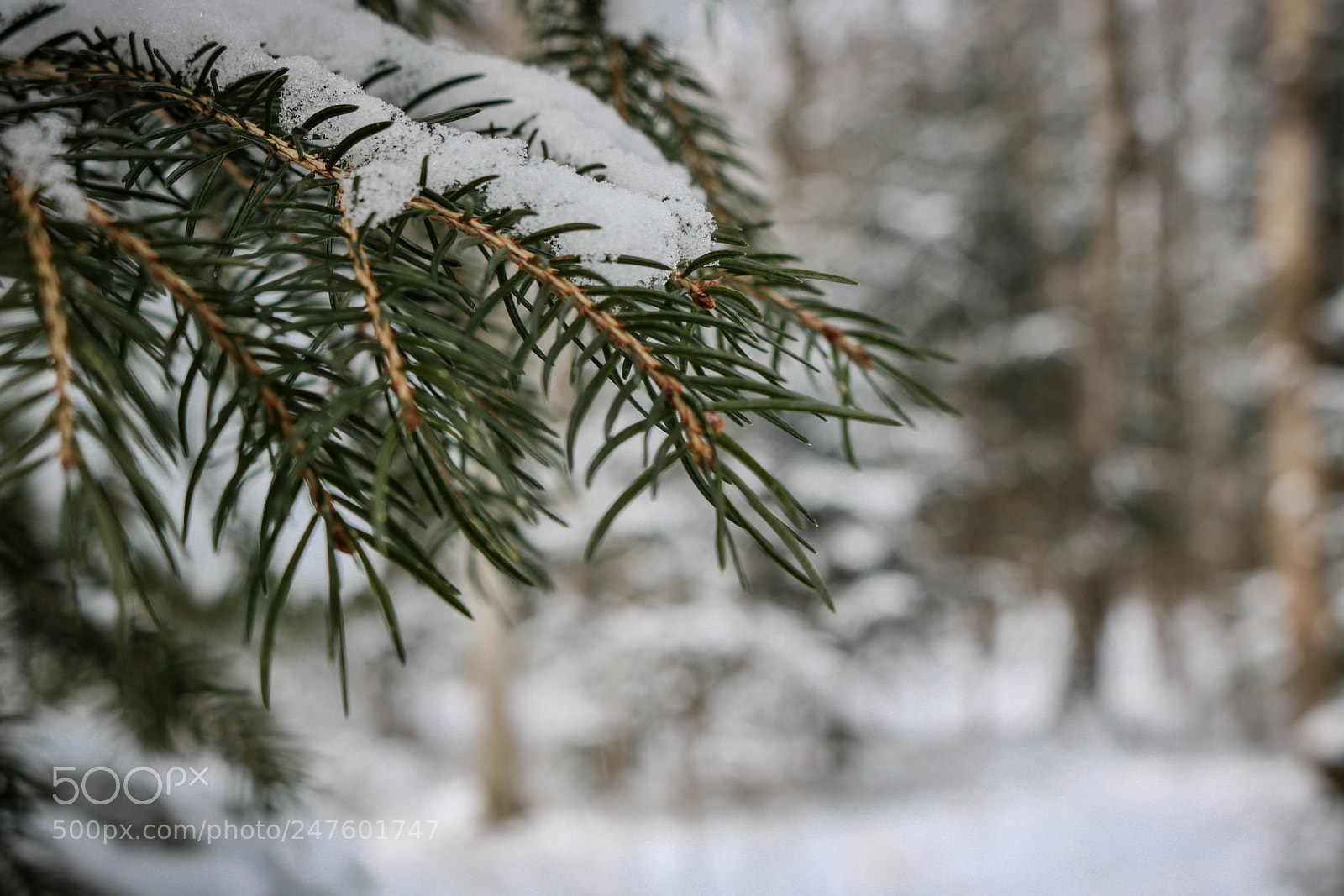 Canon EOS 750D (EOS Rebel T6i / EOS Kiss X8i) sample photo. ... photography