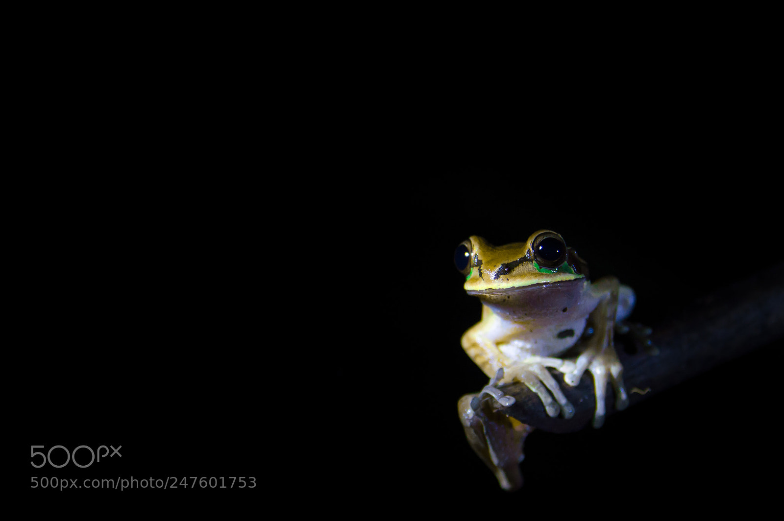 Nikon D3200 sample photo. Frog in the dark photography