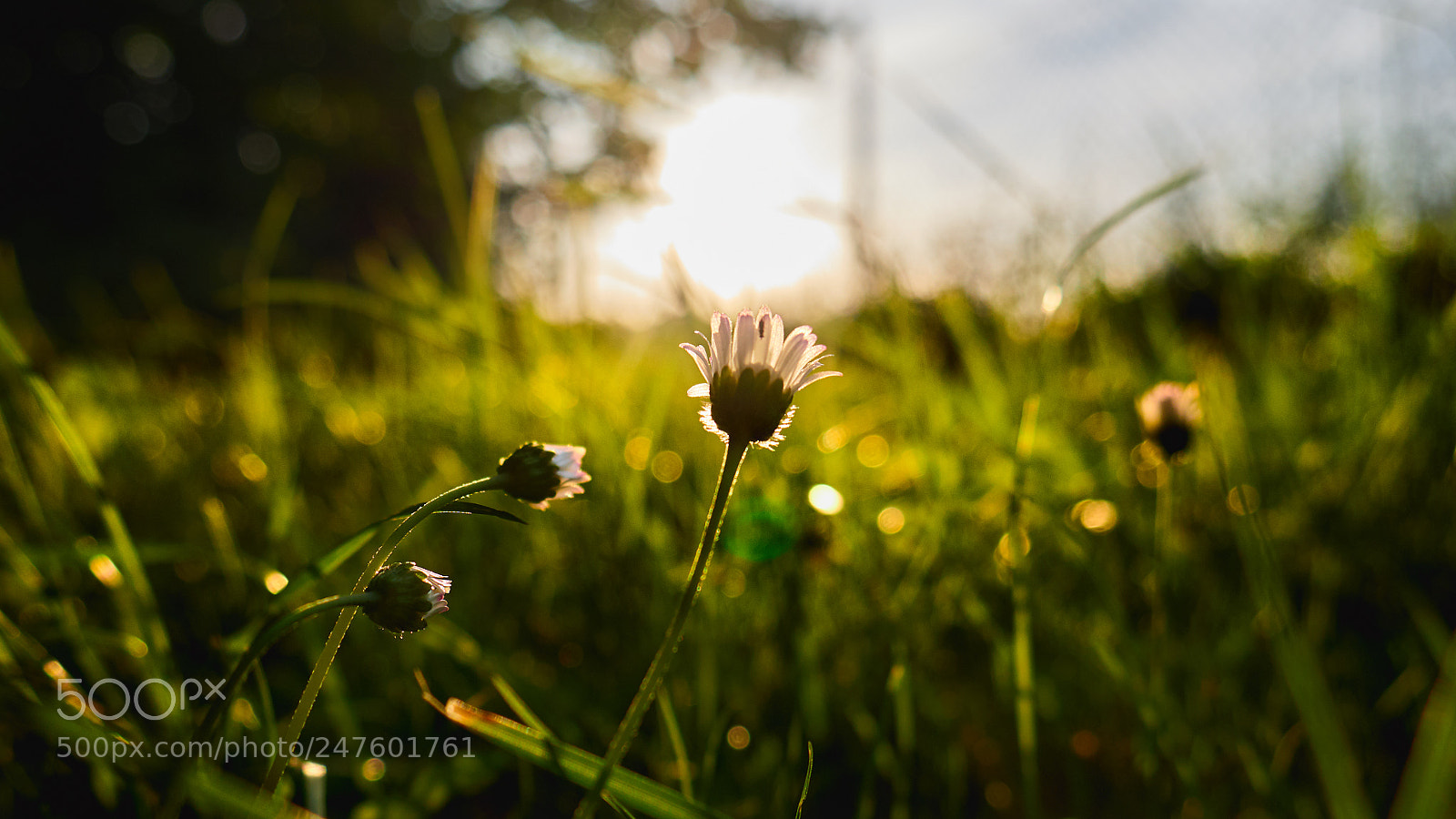 Panasonic Lumix DMC-G7 sample photo. Daisies photography