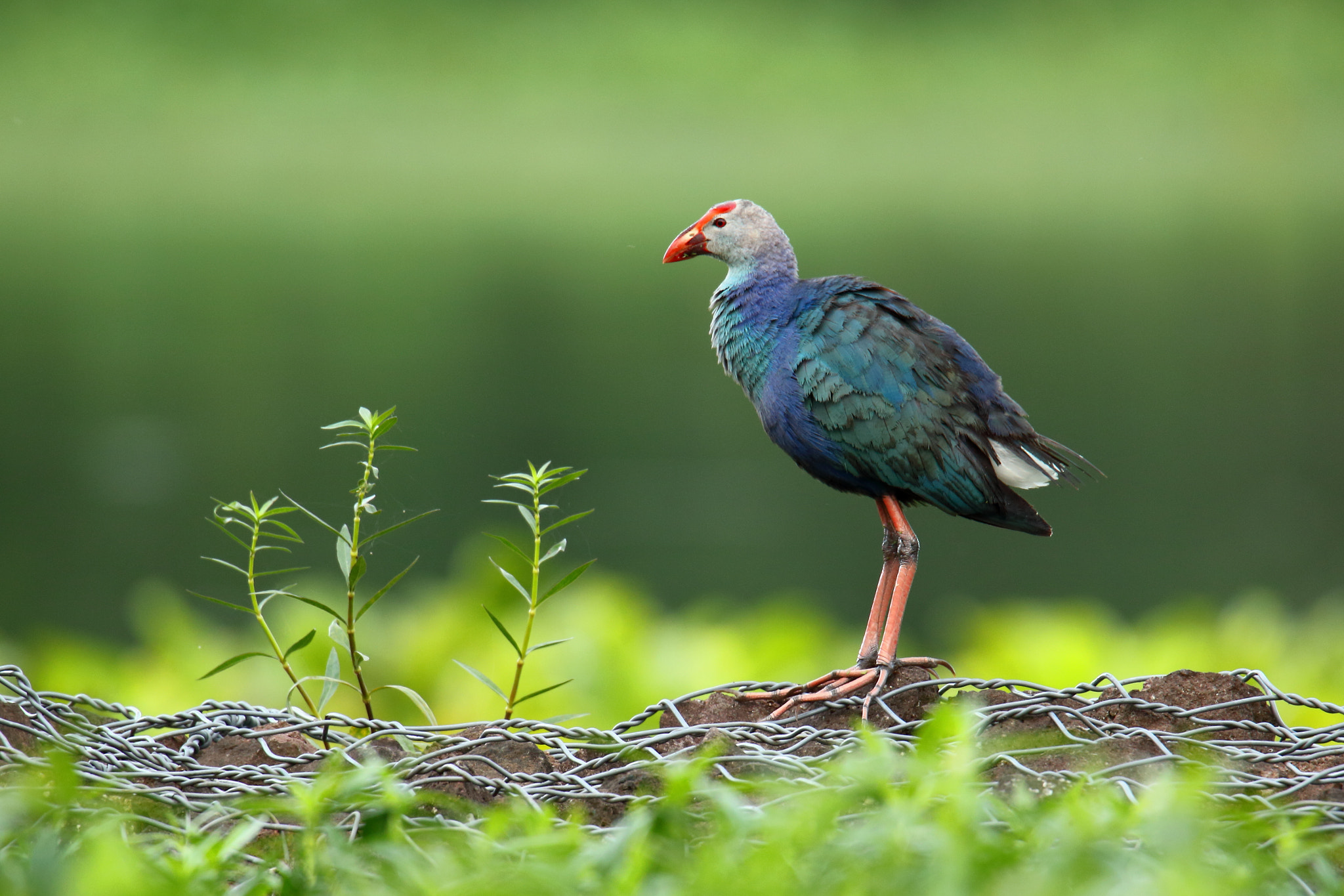 Canon EOS 70D + Canon EF 100-400mm F4.5-5.6L IS II USM sample photo. Swamp hen or moorehen photography