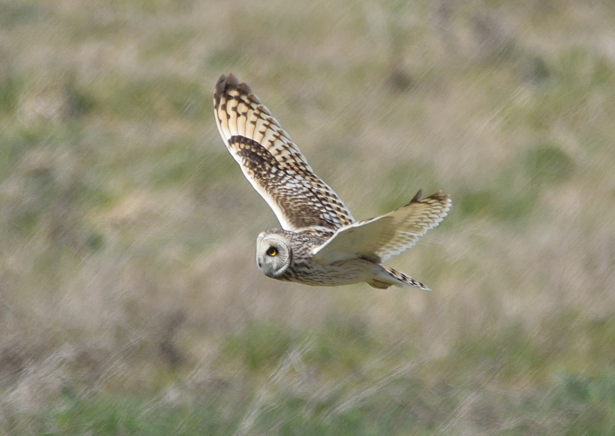 Sigma 150-500mm F5-6.3 DG OS HSM sample photo. Short eared owl photography