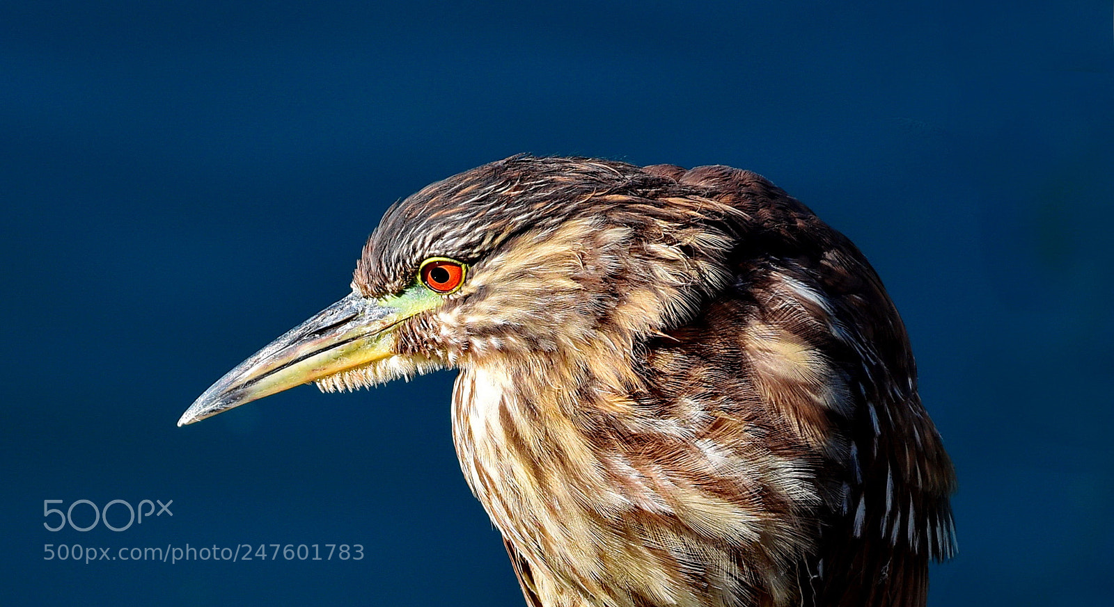 Nikon D7200 sample photo. Brown seabird portrait photography