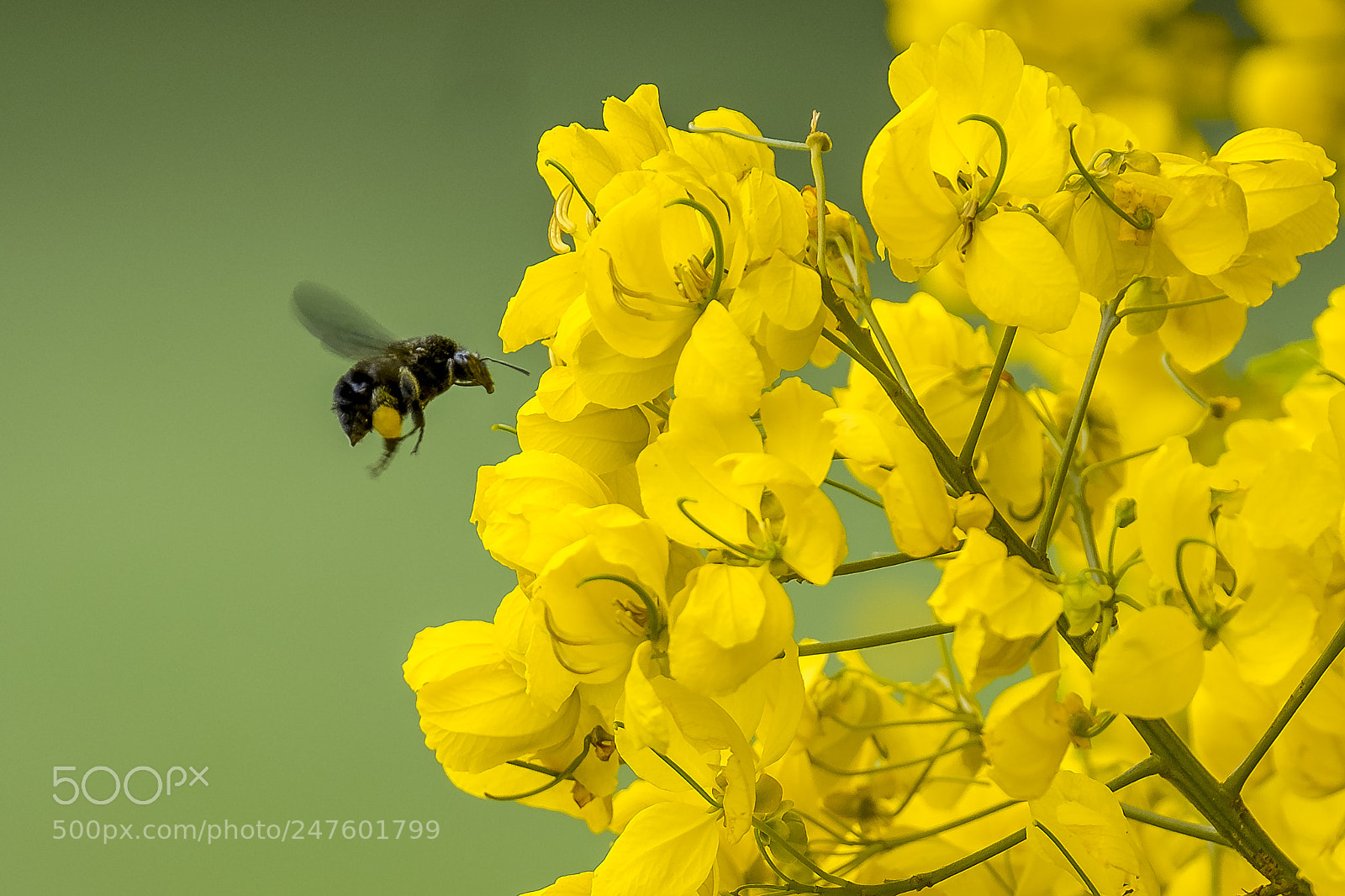 Fujifilm X-T2 sample photo. Bee bumblebee at work photography