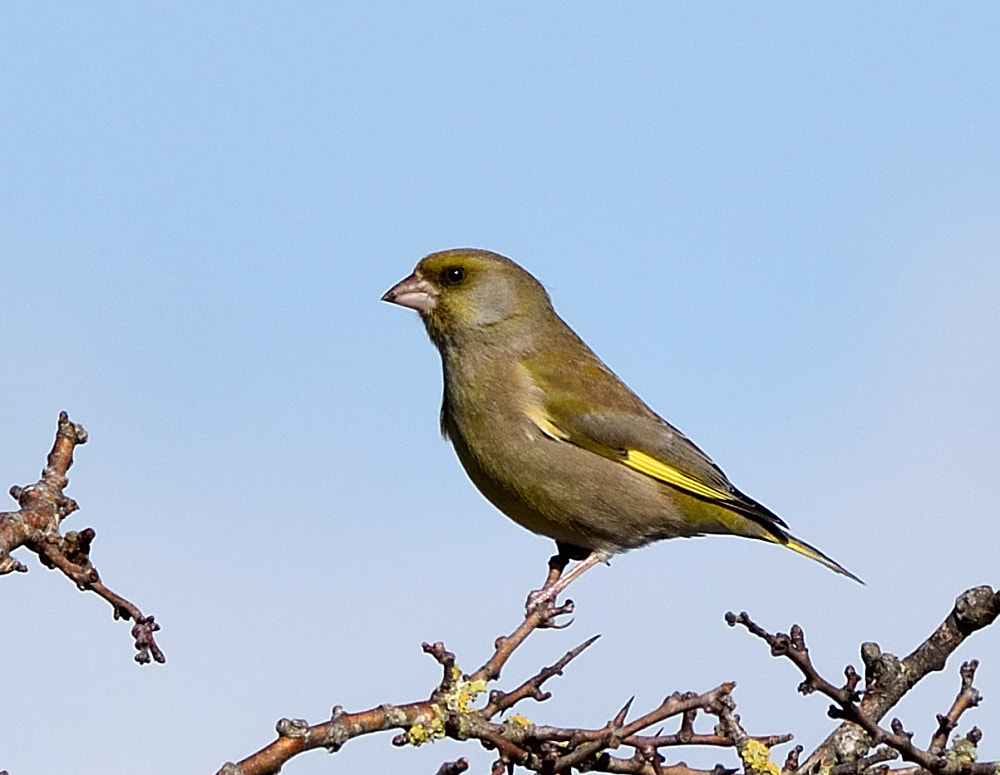 Nikon D3300 + Sigma 150-500mm F5-6.3 DG OS HSM sample photo. Greenfinch photography