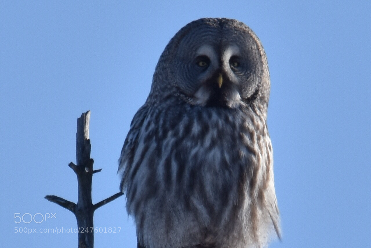 Nikon D7200 sample photo. Lappuggla photography