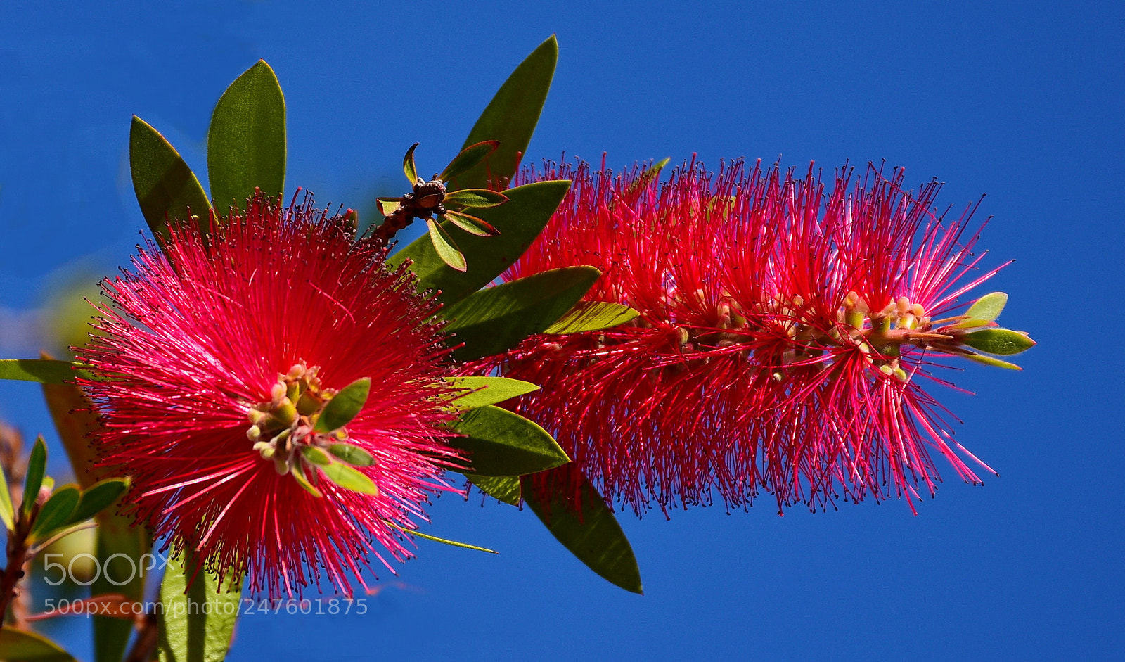 Nikon D7200 sample photo. Two red bottlebrush flowers photography