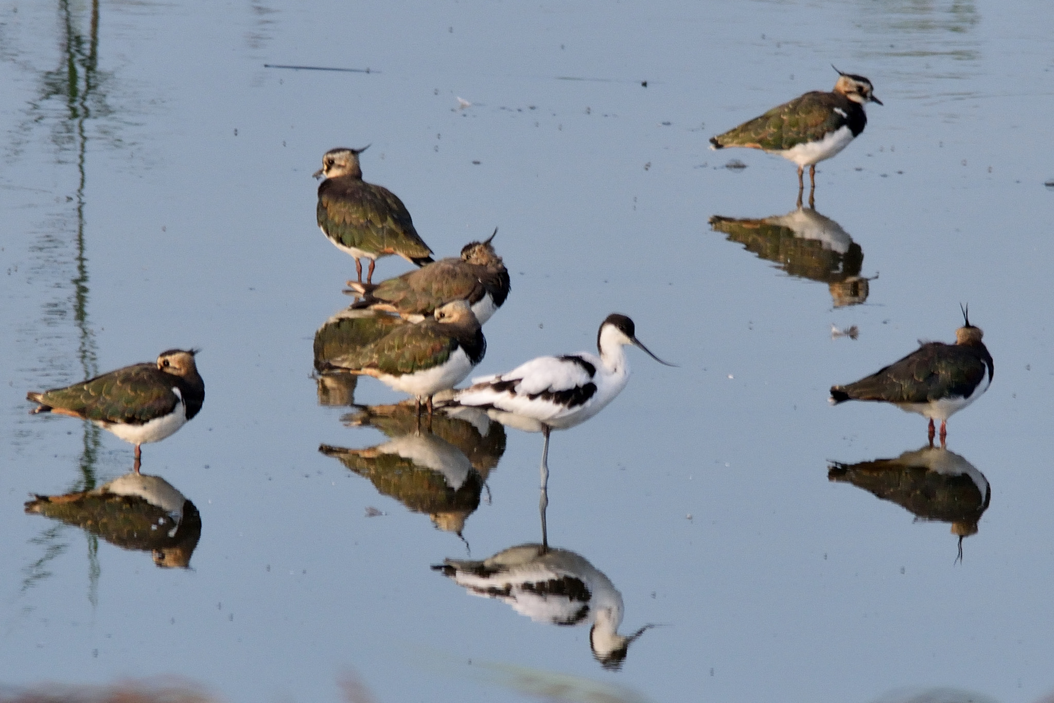 Sigma 150-500mm F5-6.3 DG OS HSM sample photo. Reflections photography