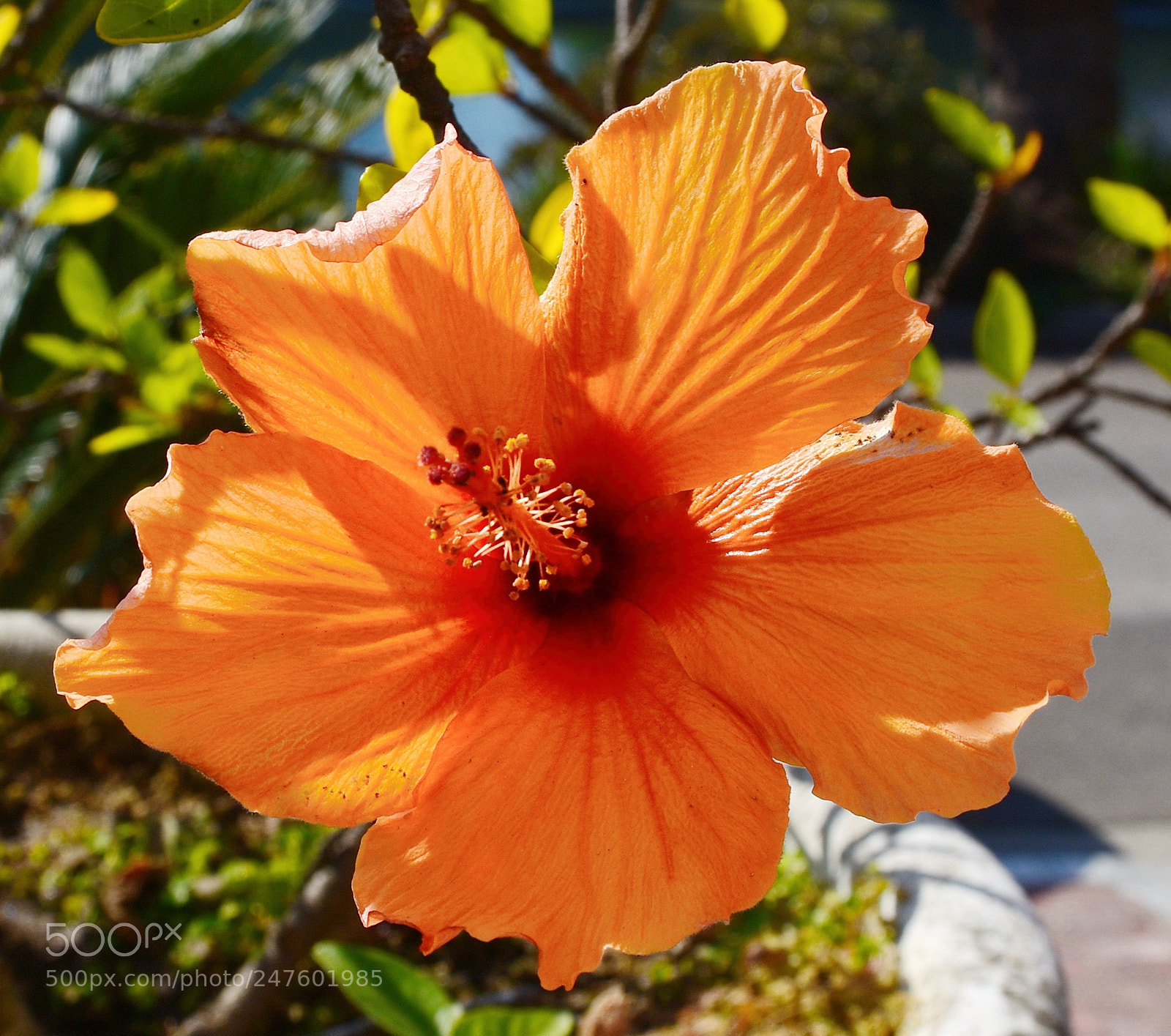 Nikon D7200 sample photo. A gold hibiscus flower photography