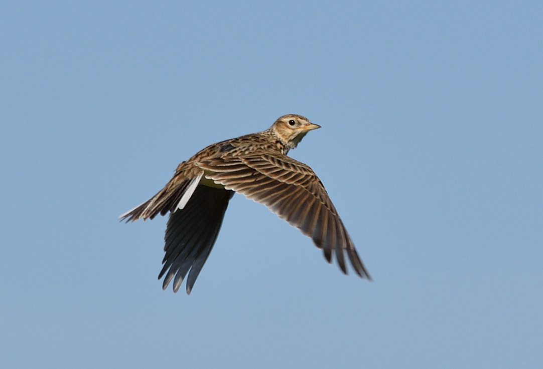 Sigma 150-500mm F5-6.3 DG OS HSM sample photo. Skylark photography