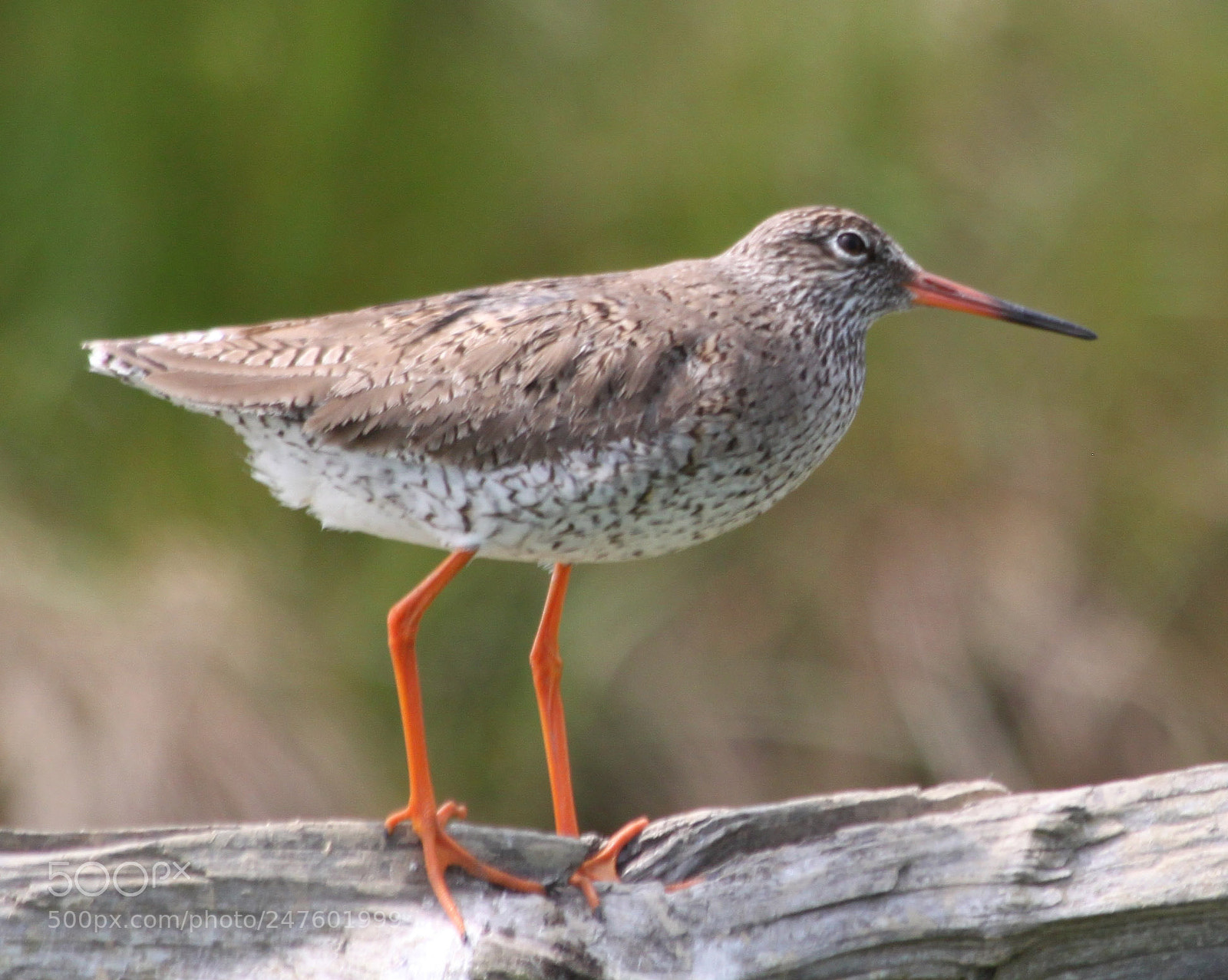 Canon EOS 500D (EOS Rebel T1i / EOS Kiss X3) sample photo. Redshank photography