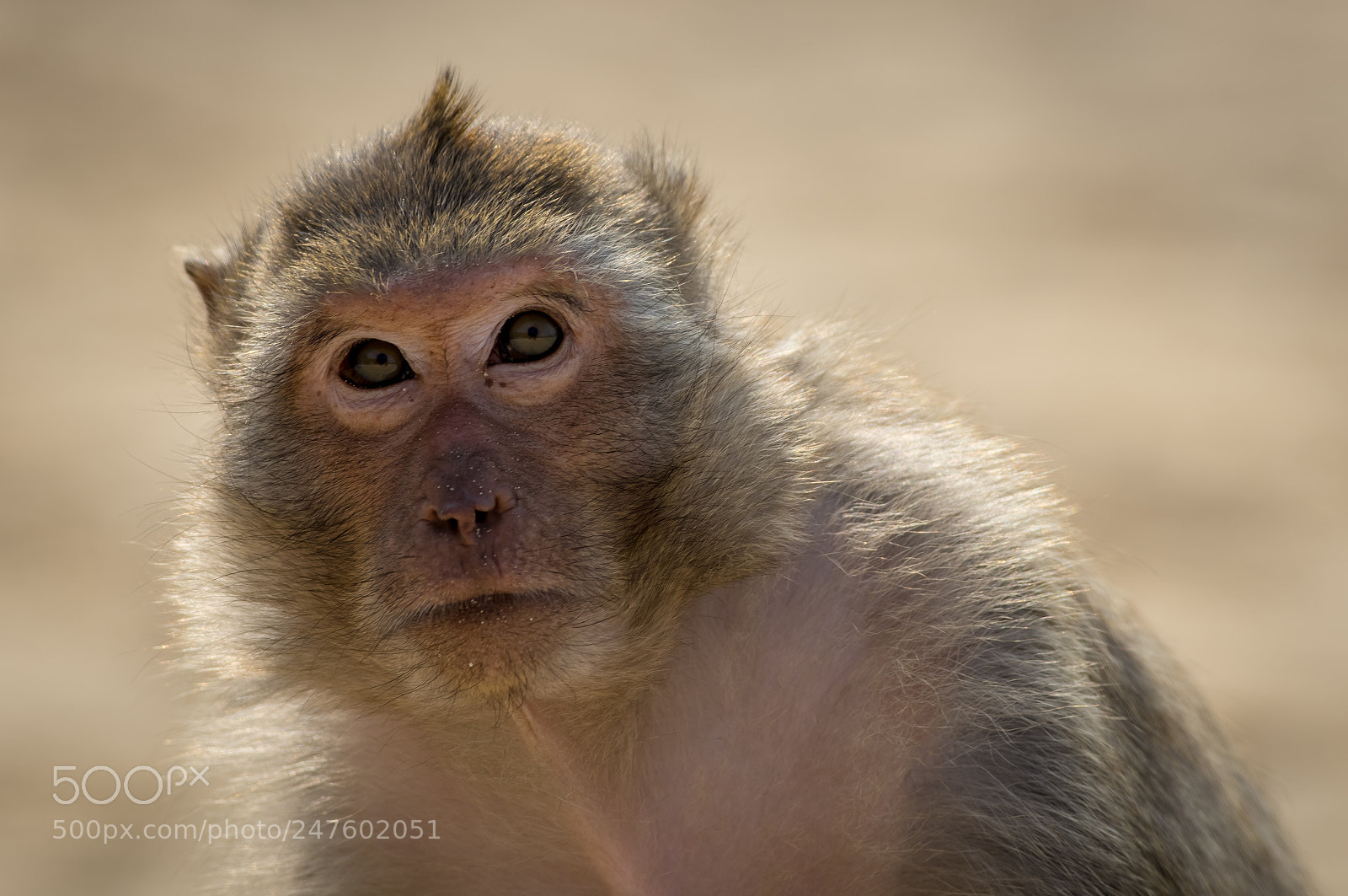 Pentax K-3 sample photo. Macaque photography