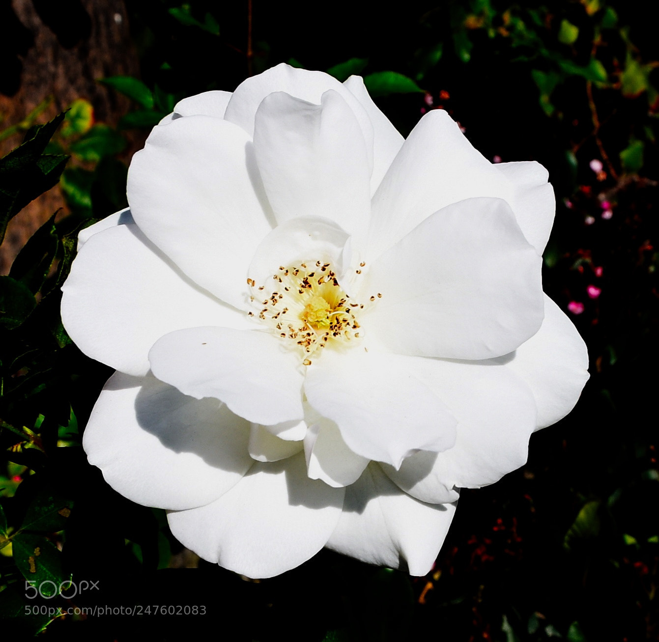 Nikon D7200 sample photo. A white carnation flower photography