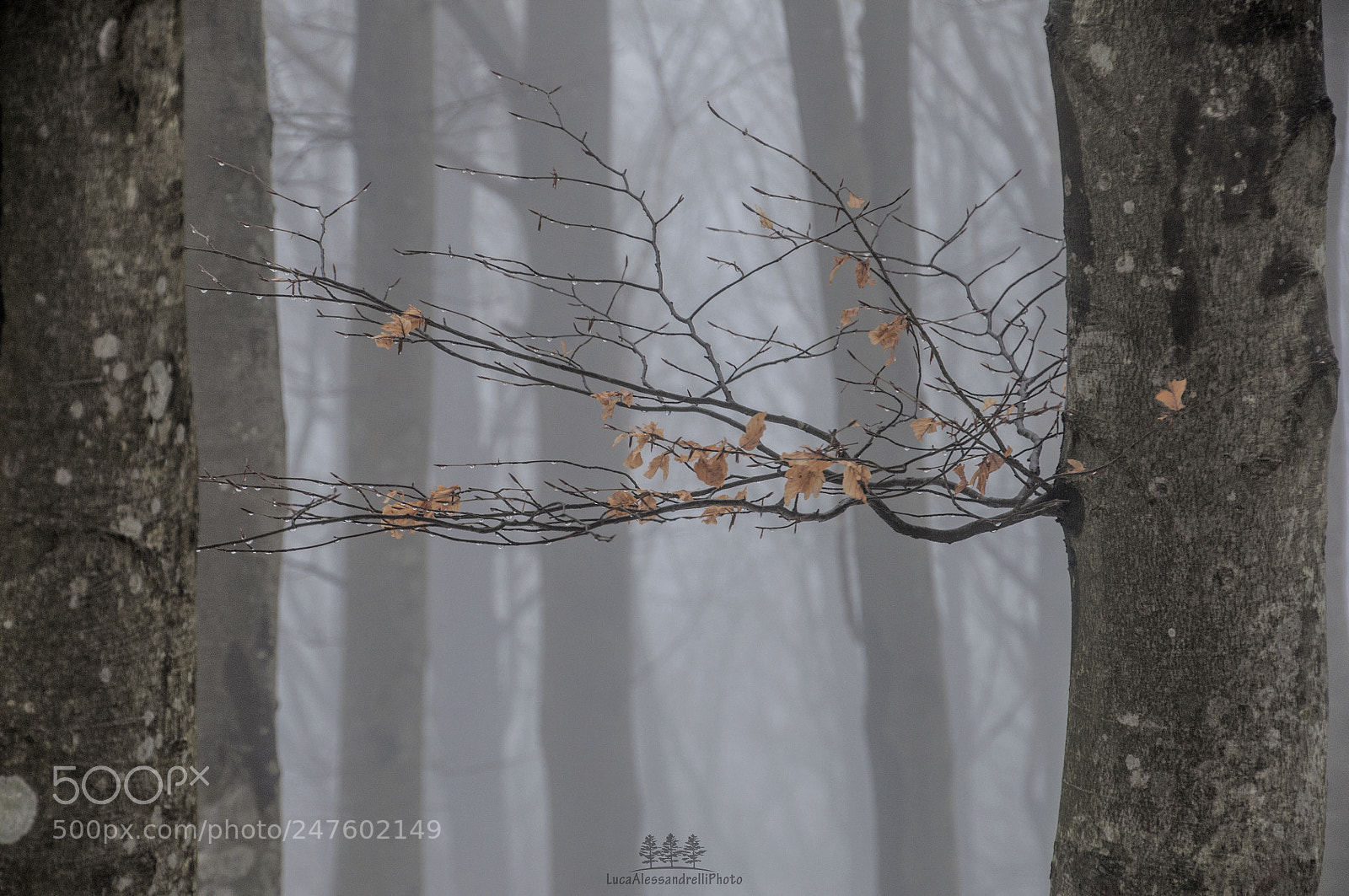 Nikon D90 sample photo. Foggy forest - italy photography