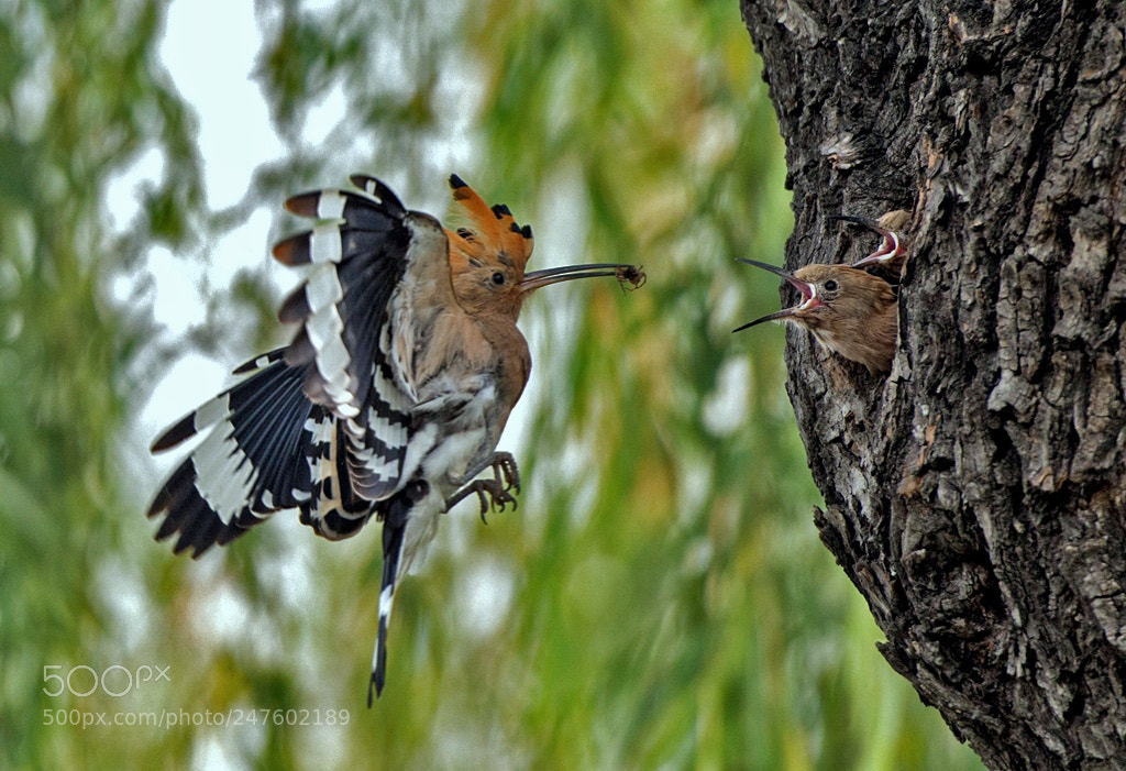 Nikon D800E sample photo. Feeding  photography