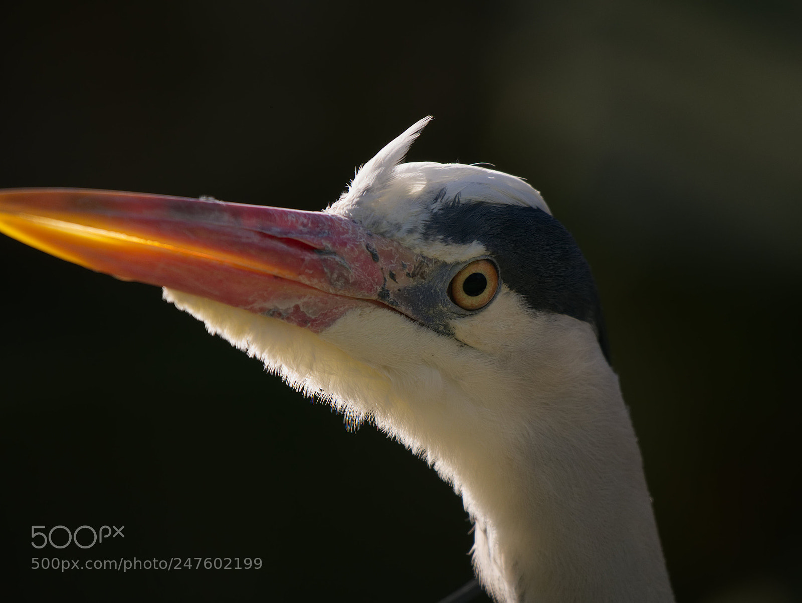 Panasonic DMC-G81 sample photo. Grey heron photography