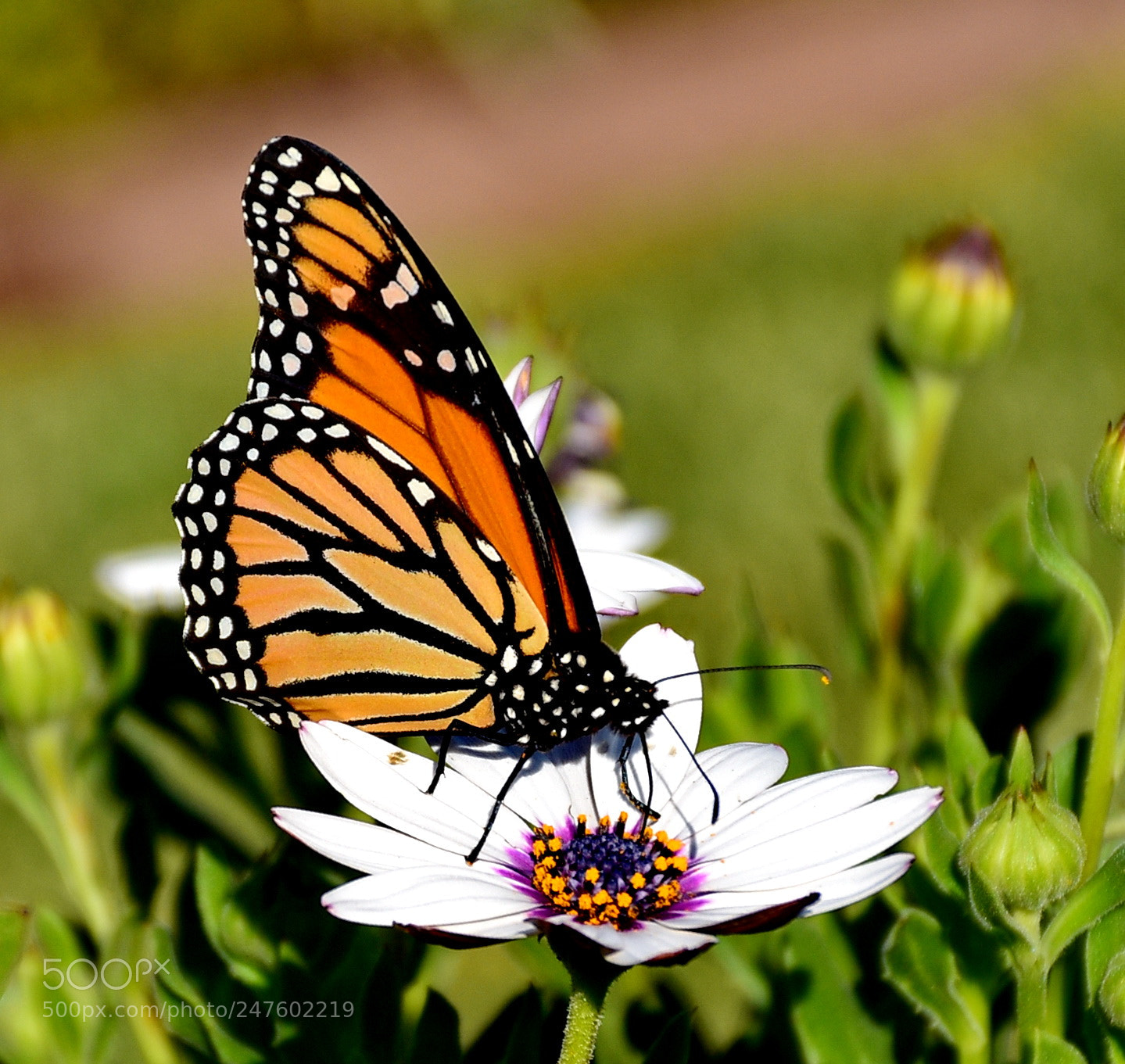 Nikon D7200 sample photo. Butterfly enjoying white daisy photography