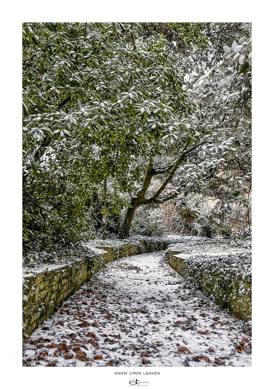 Fujifilm X-Pro2 sample photo. Snow upon leaves. photography