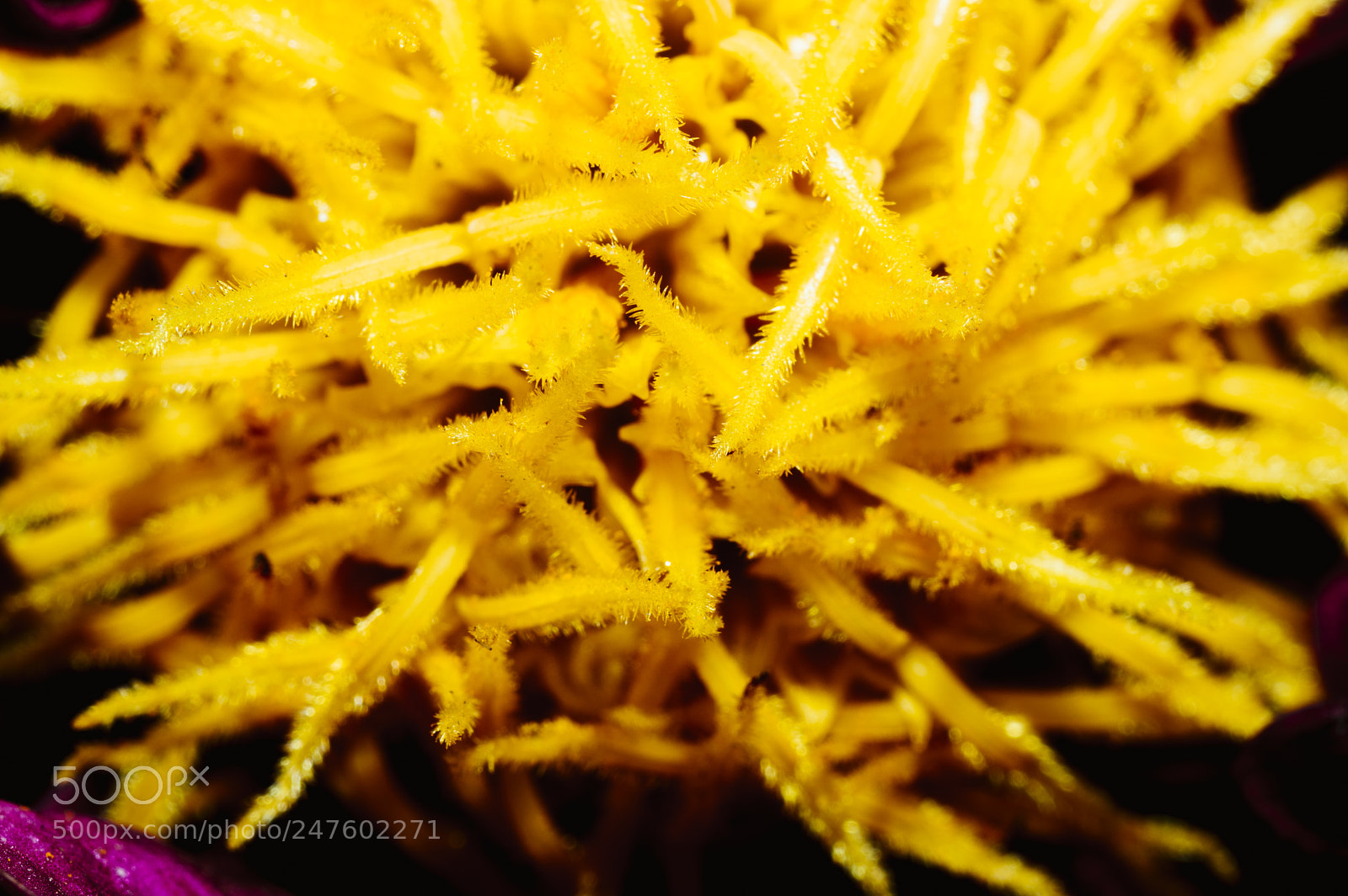 Nikon D3200 sample photo. Flower pollen.jpg photography