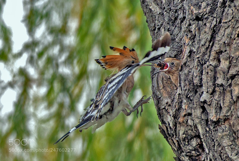 Nikon D800E sample photo. Hoopoe feeding photography