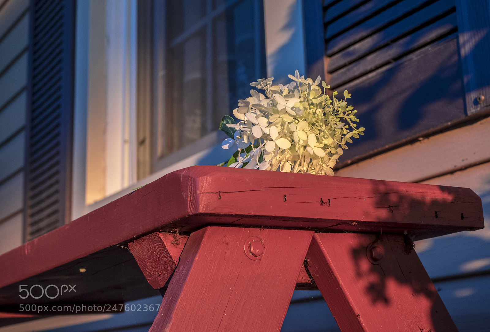 Olympus OM-D E-M1 sample photo. Flower on a wooden photography