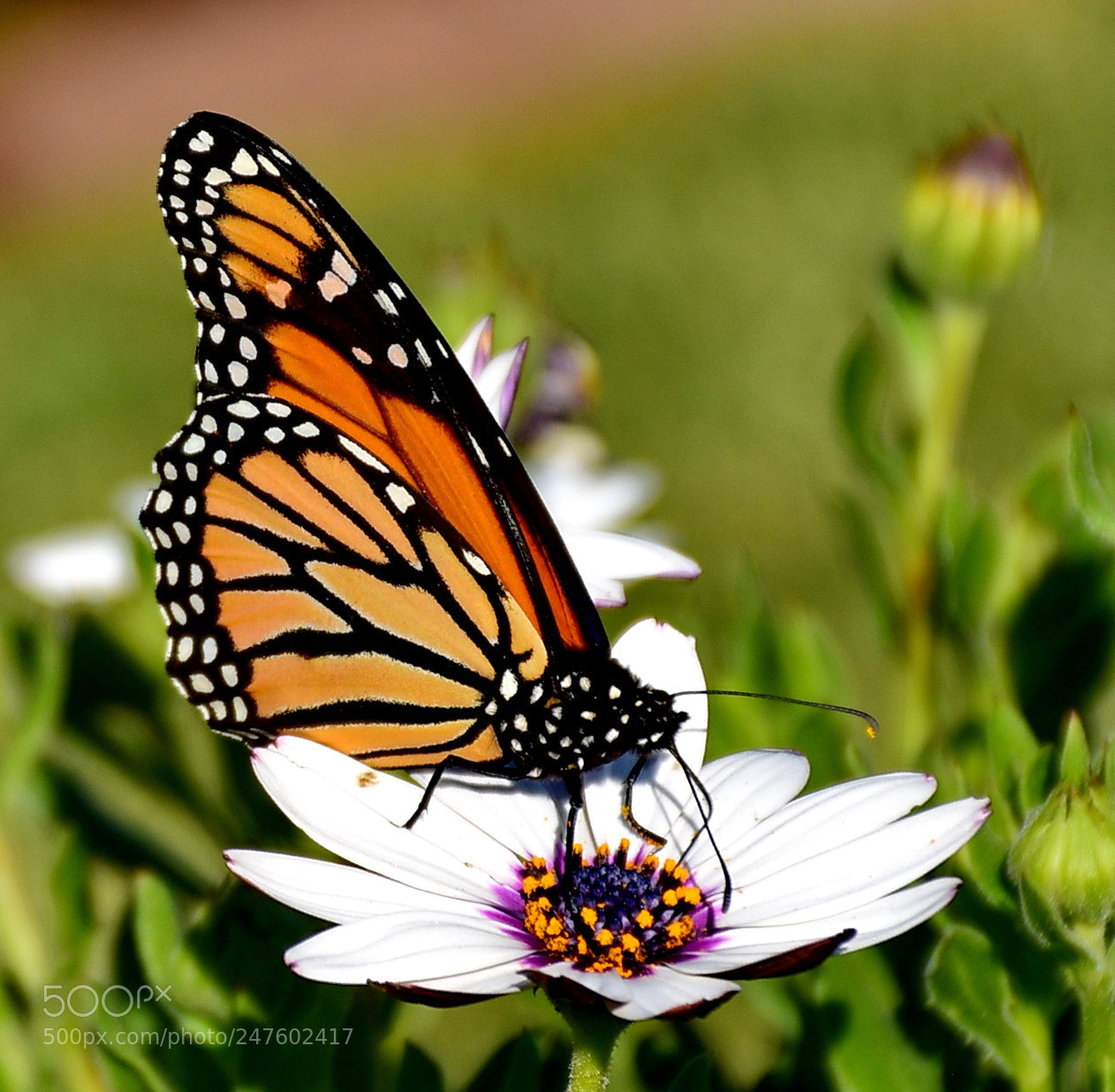 Nikon D7200 sample photo. Butterfly enjoying a white photography