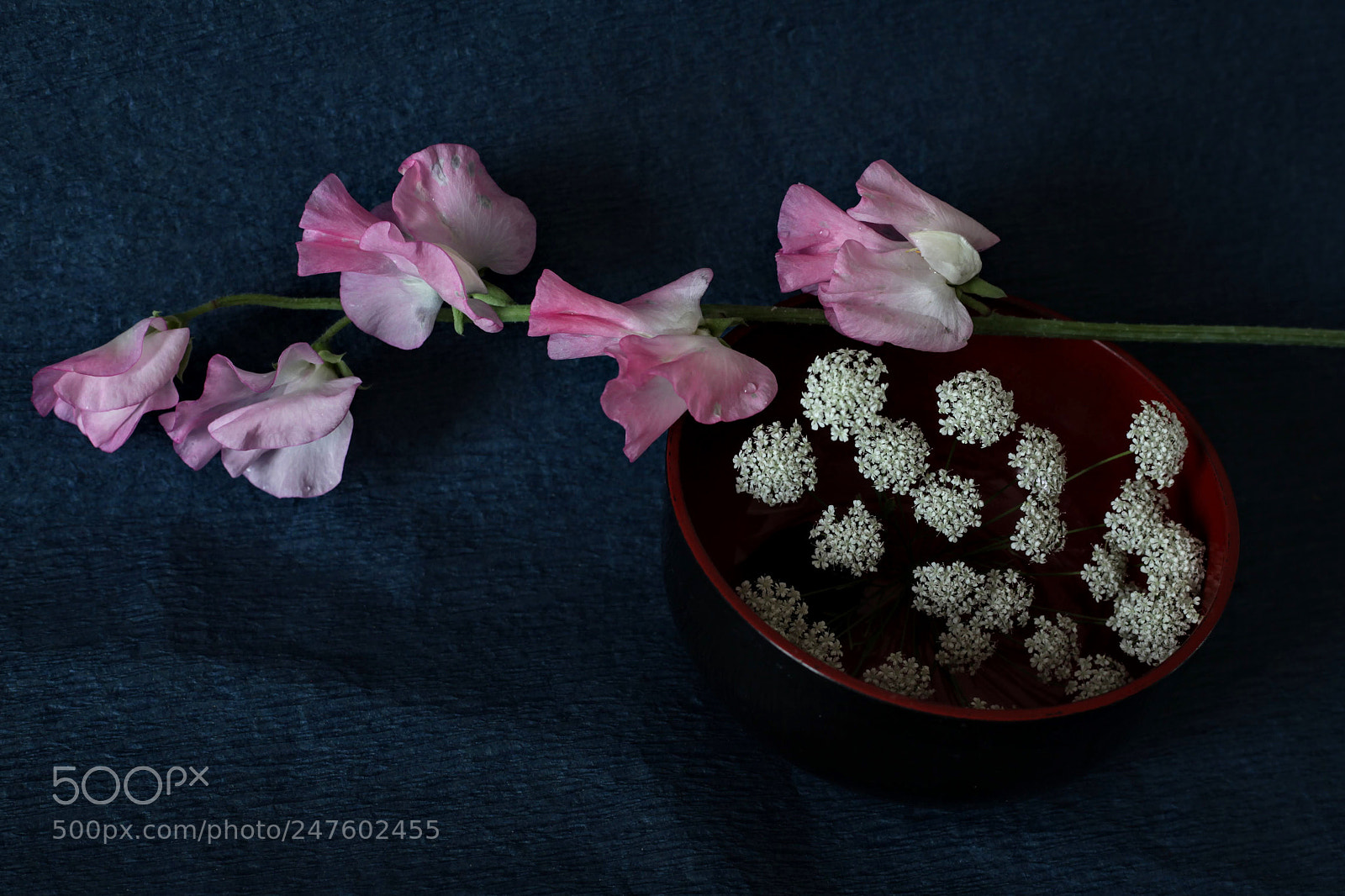 Canon EF 50mm F1.8 STM sample photo. White and pink flowers photography