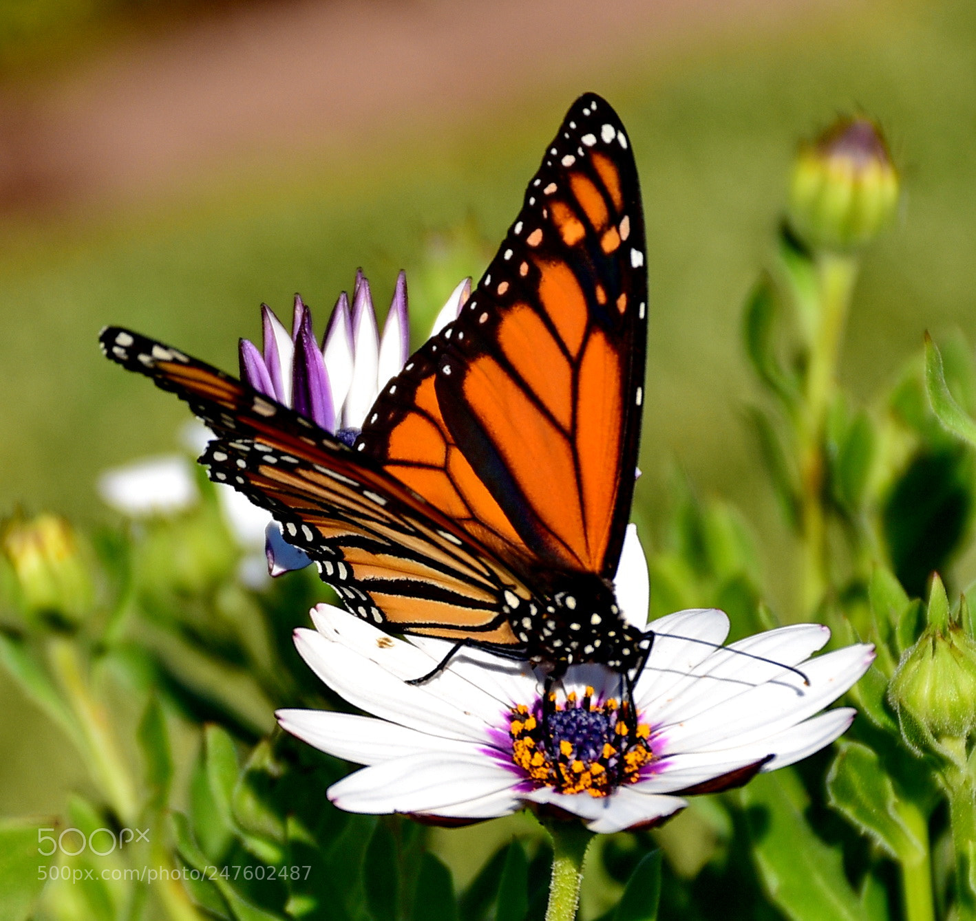 Nikon D7200 sample photo. Butterfly enjoying a white photography