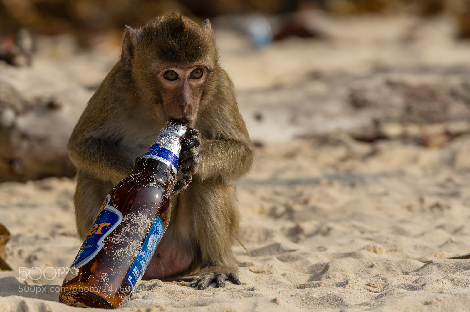 Pentax K-3 sample photo. Macaque photography