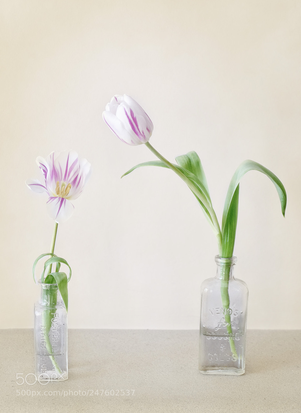 Fujifilm X-T10 sample photo. Two tulips photography