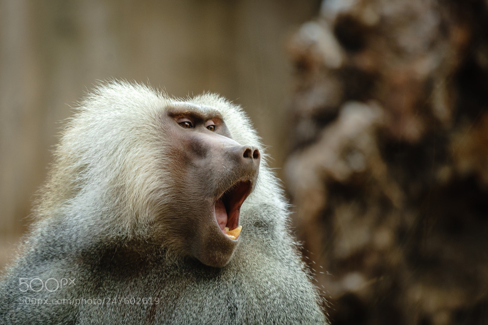 Sony a7 II sample photo. Figaro, figaro... photography