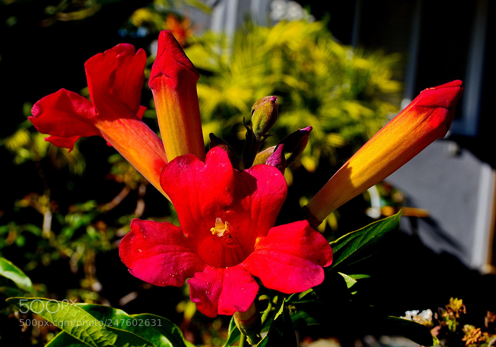 Nikon D7200 sample photo. Red flowers in the photography