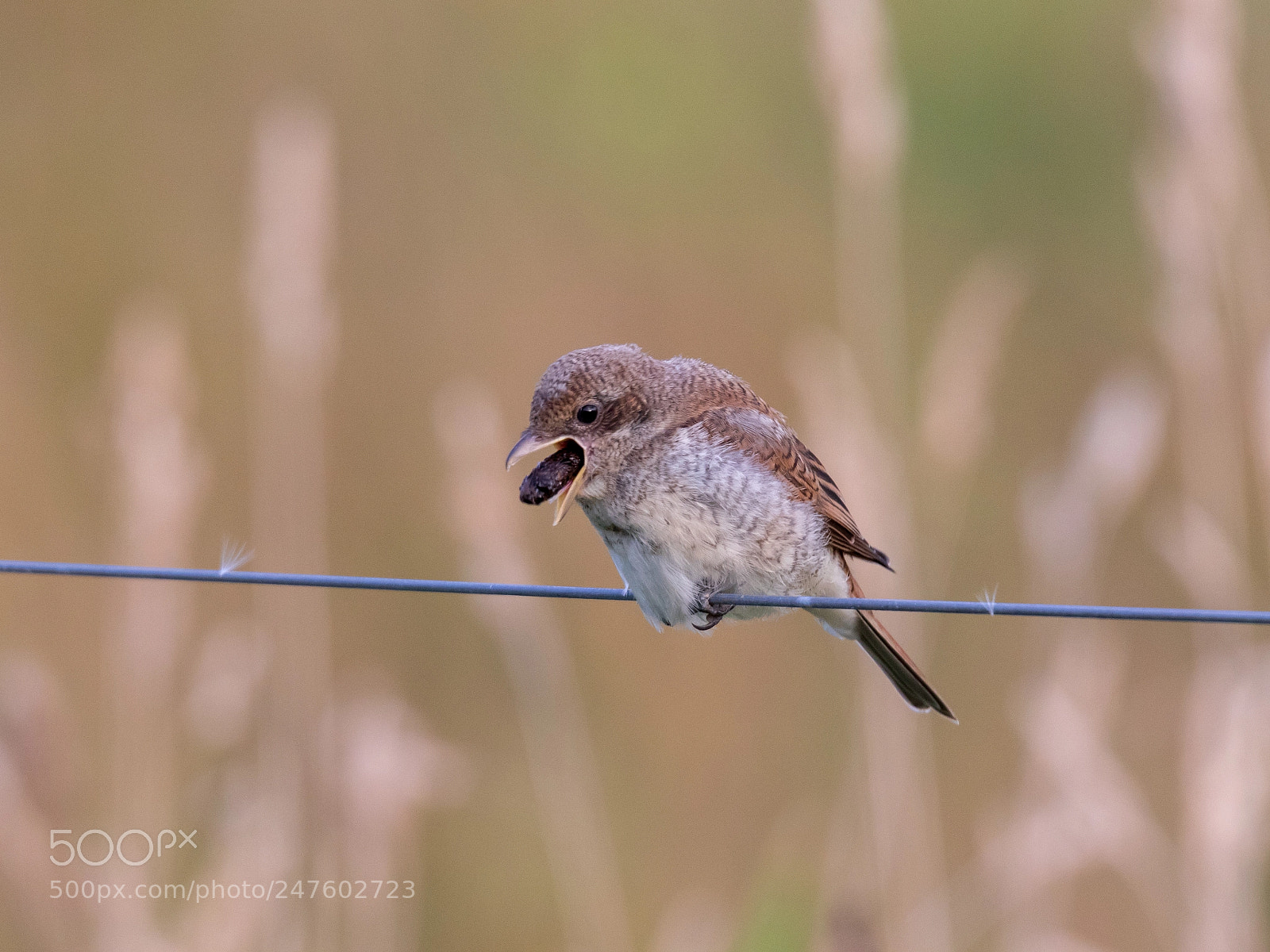 Canon EOS 7D Mark II sample photo. Red-backed shrike "lanius collurio" photography