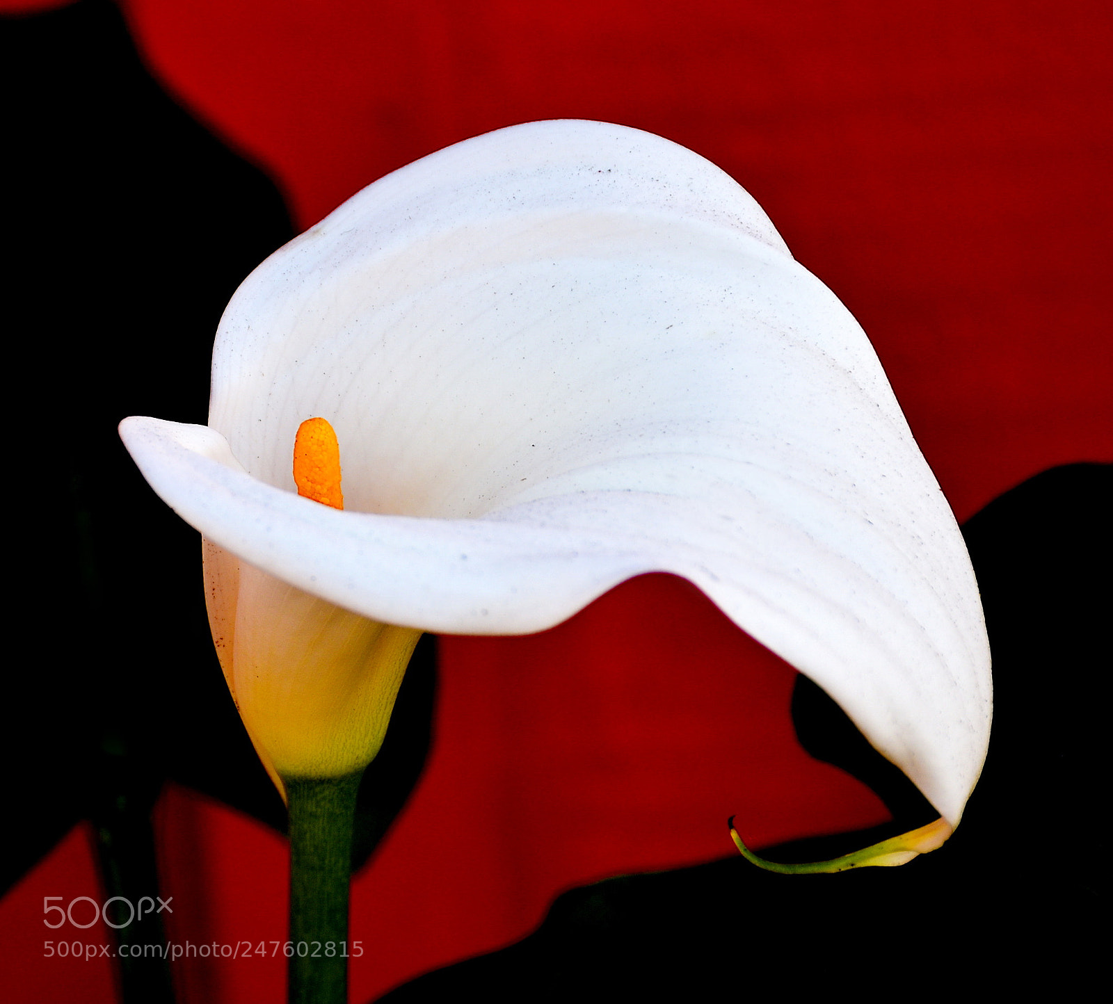 Nikon D7200 sample photo. A nice white flower photography