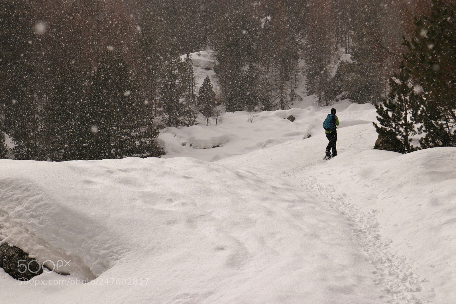 Canon EOS 80D sample photo. Deepest winter photography
