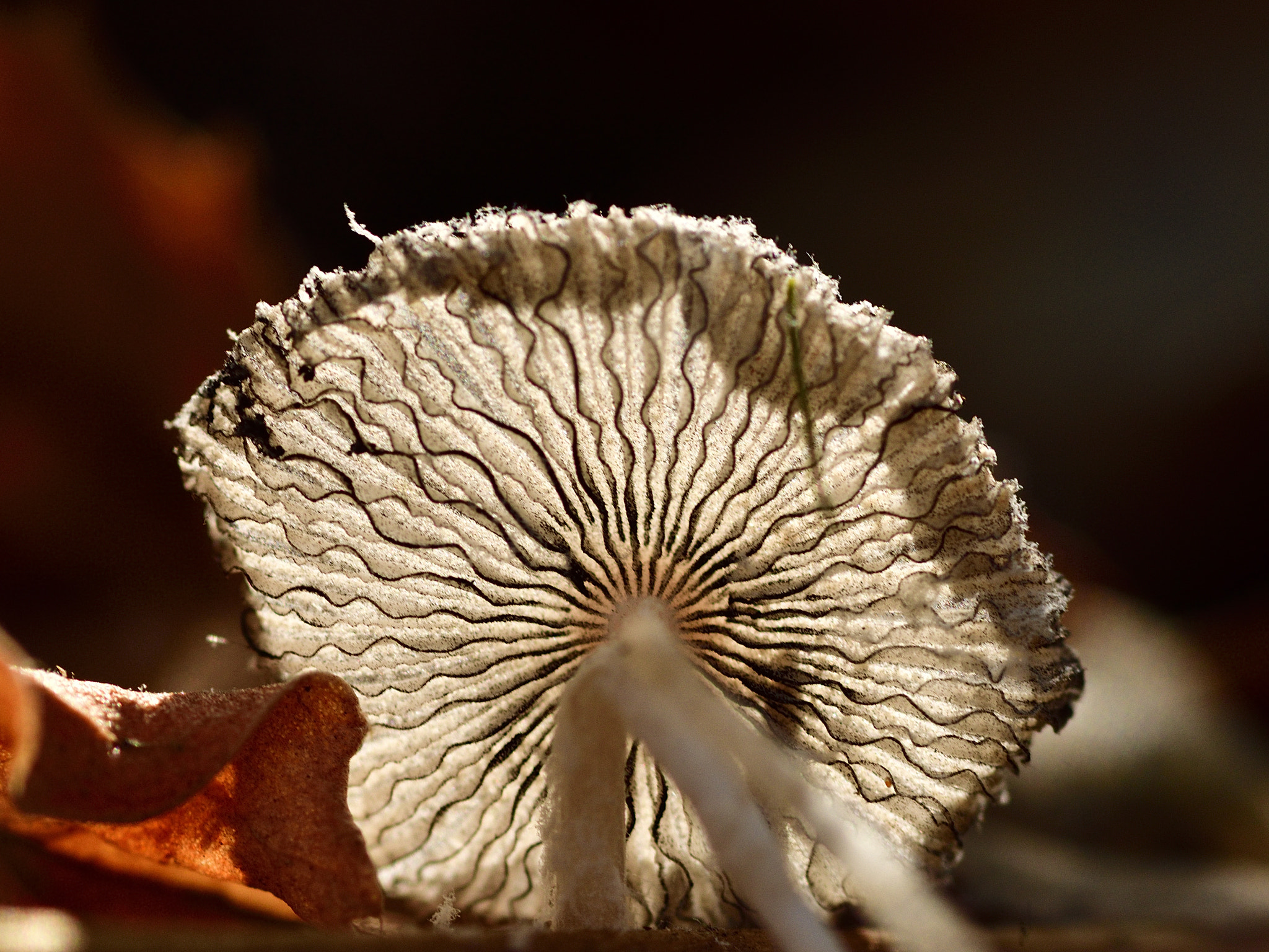 Nikon D5100 sample photo. Fungal sun.... photography