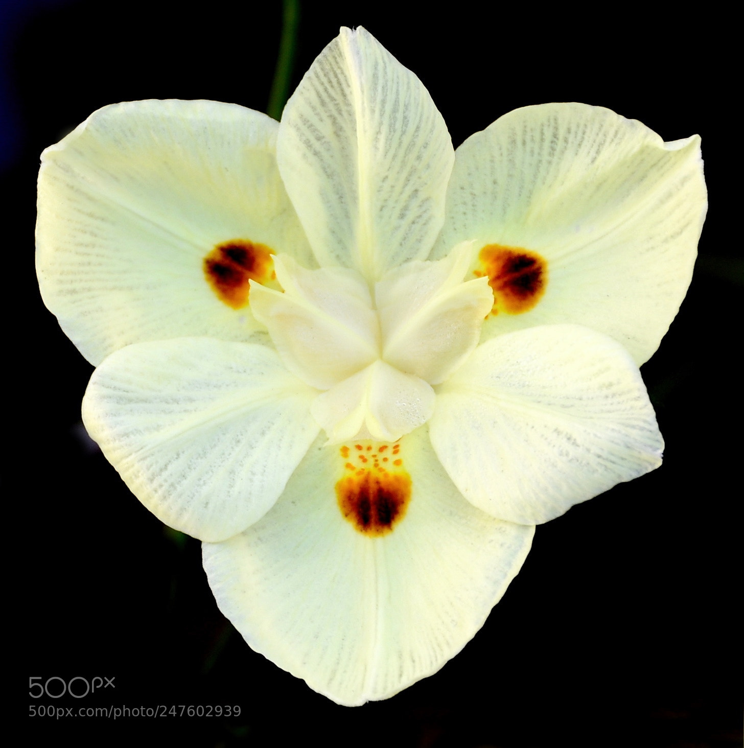 Nikon D7200 sample photo. A white spotted flower photography