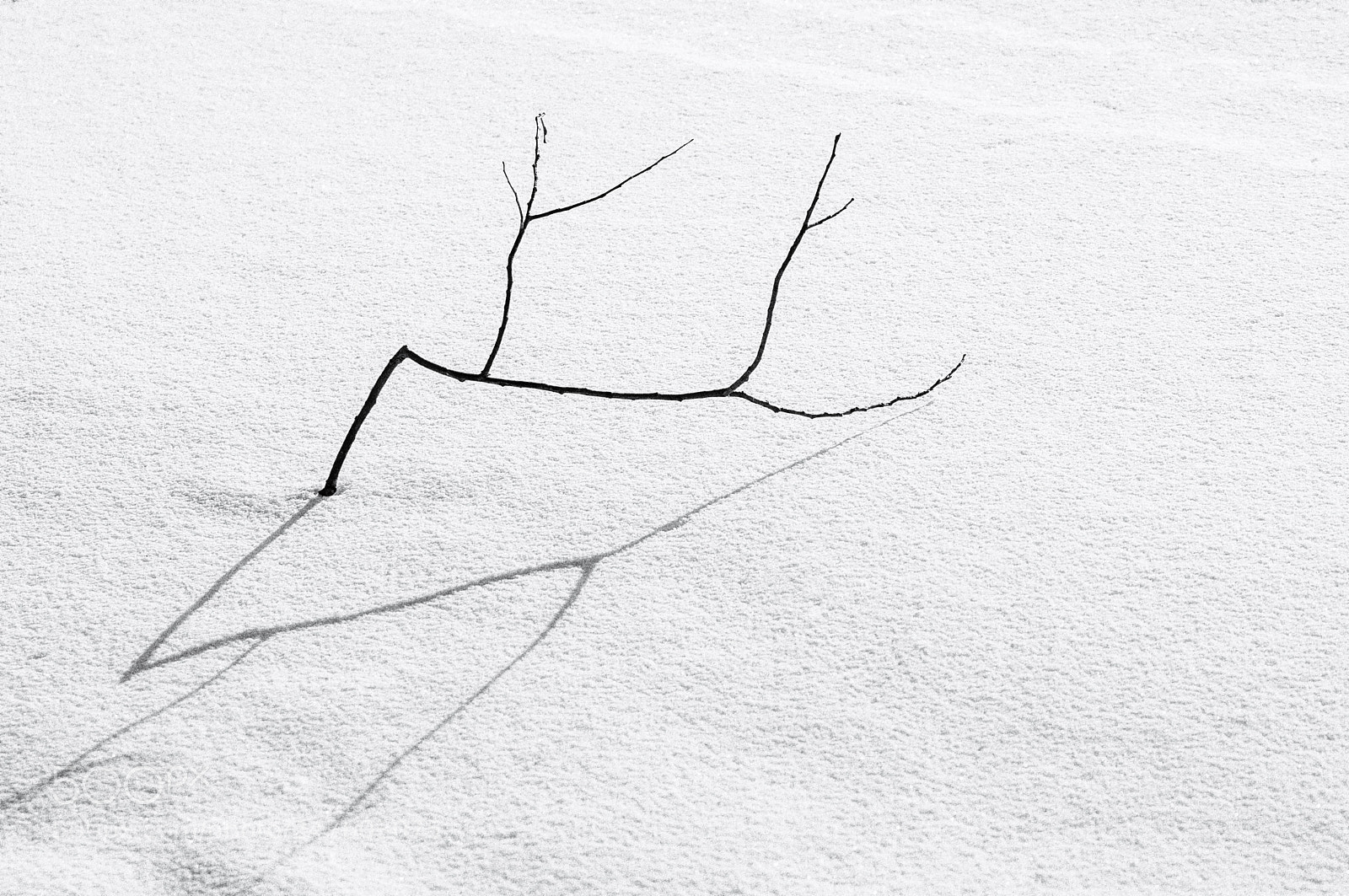 Nikon D300S sample photo. Untitled photography